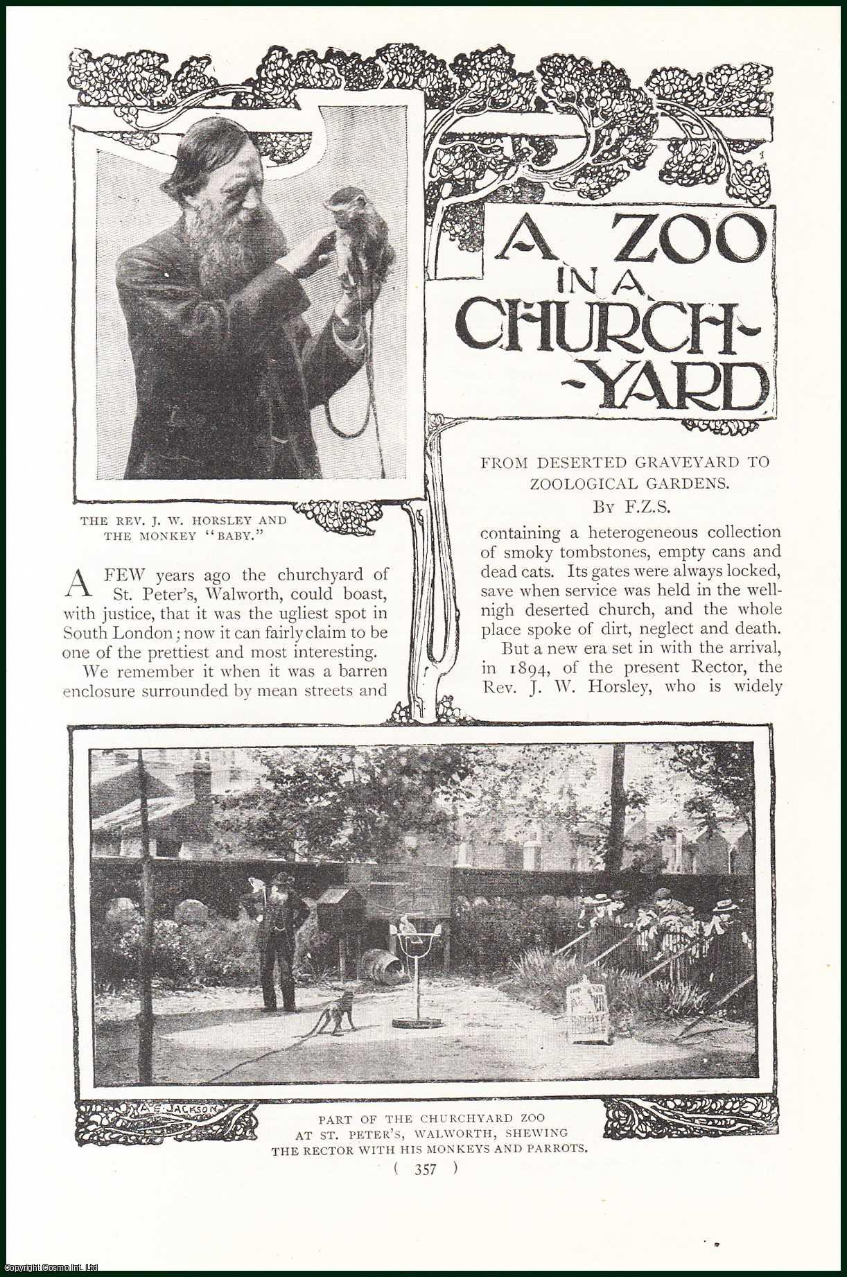 F.Z.S. - The Churchyard of St. Peter's, Walworth, South London, Now A Zoo : From Deserted Graveyard to Zoological Gardens. An uncommon original article from the Harmsworth London Magazine, 1901.