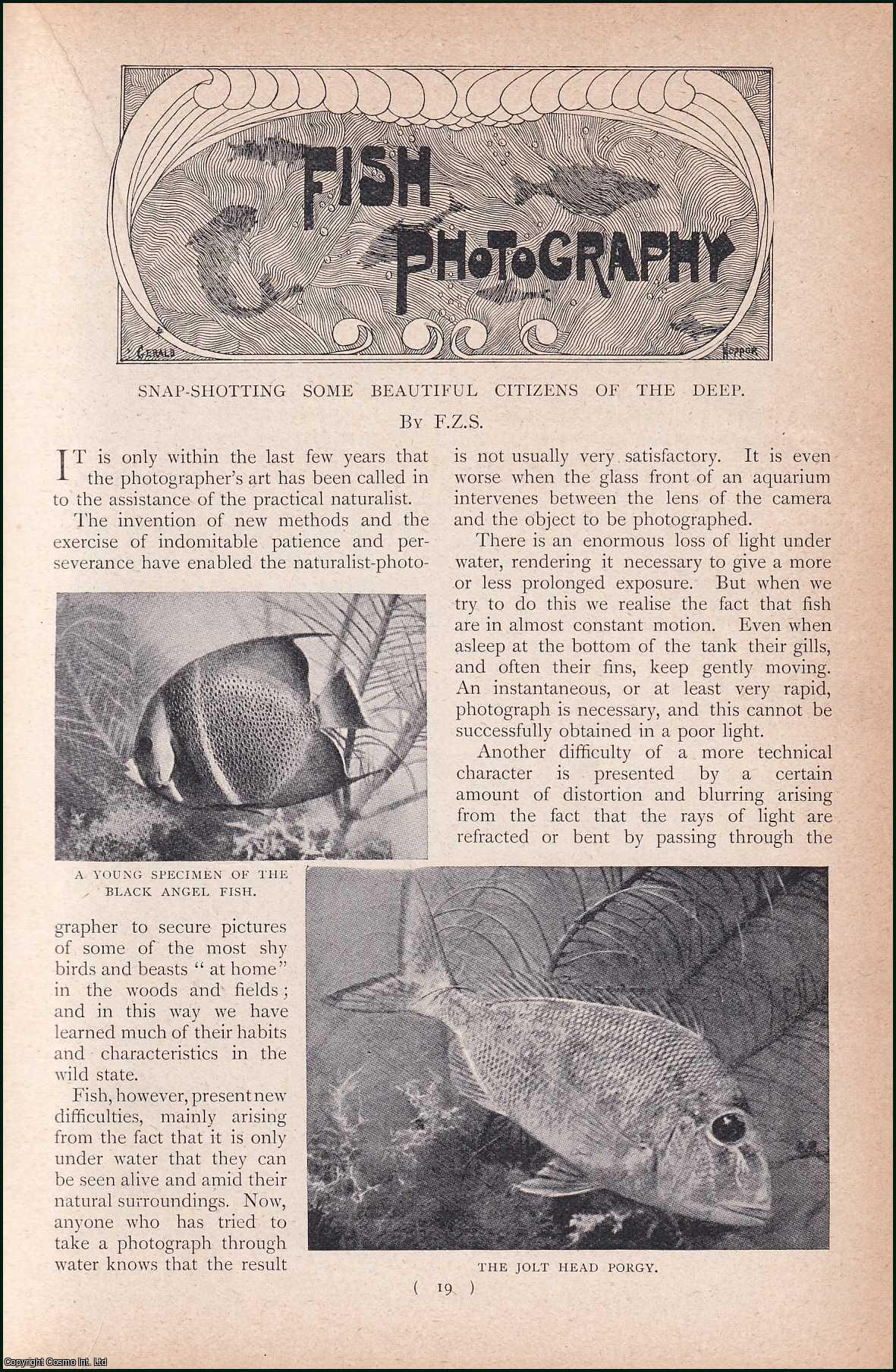 F.Z.S. - Fish Photography : Snap-Shotting some Beautiful Citizens of the Deep. An uncommon original article from the Harmsworth London Magazine, 1902.