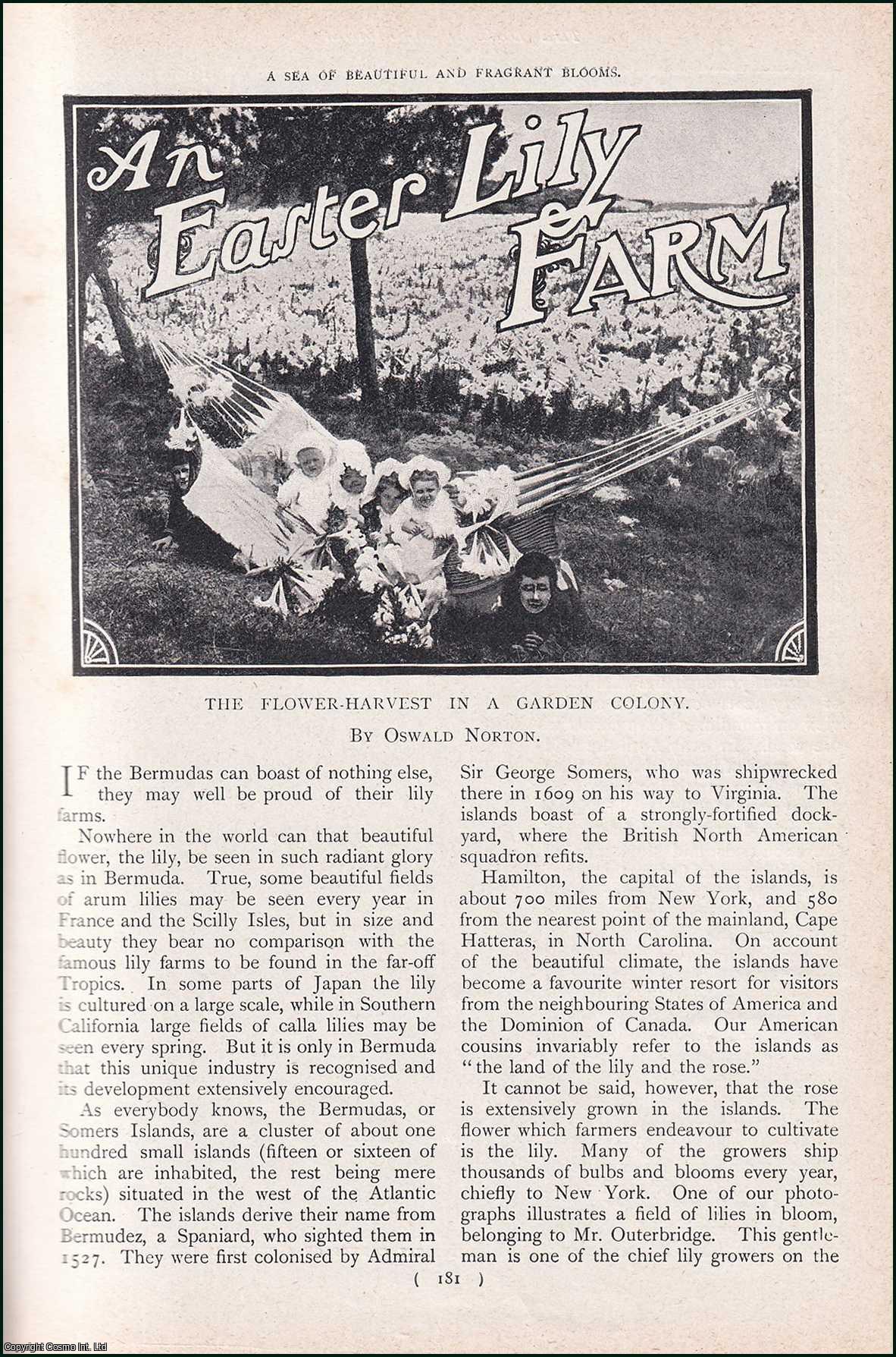 NORTON, OSWALD - An Easter Lily Farm. The Flower-Harvest in a Garden Colony. A rare original article from the Harmsworth London Magazine, 1902.