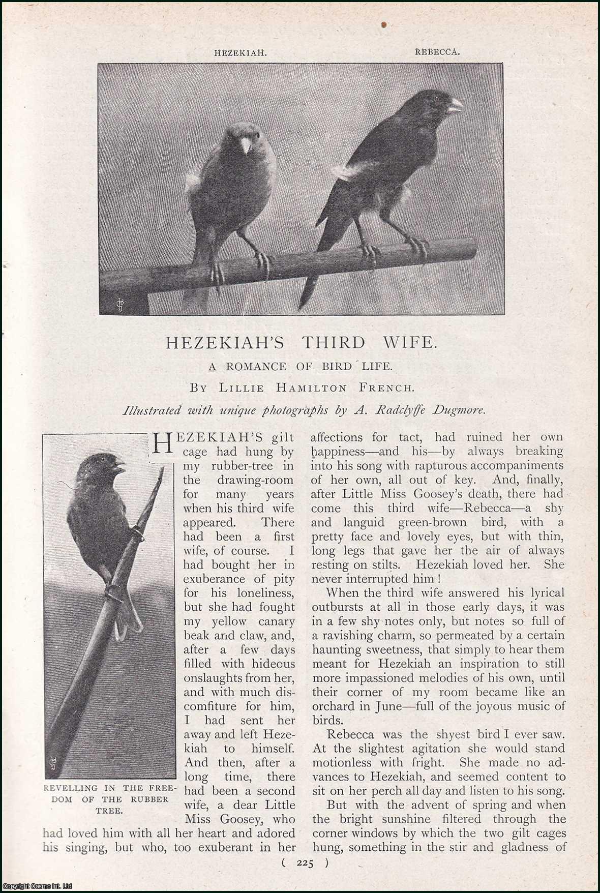 Lillie Hamilton French - Hezekiah's Third Wife : a Romance of Bird Life. An uncommon original article from the Harmsworth London Magazine, 1902.