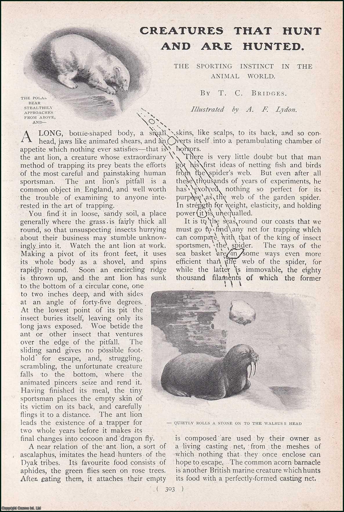 T.C. Bridges - Creatures that Hunt and are Hunted : the Sporting Instinct in the Animal World. An uncommon original article from the Harmsworth London Magazine, 1902.