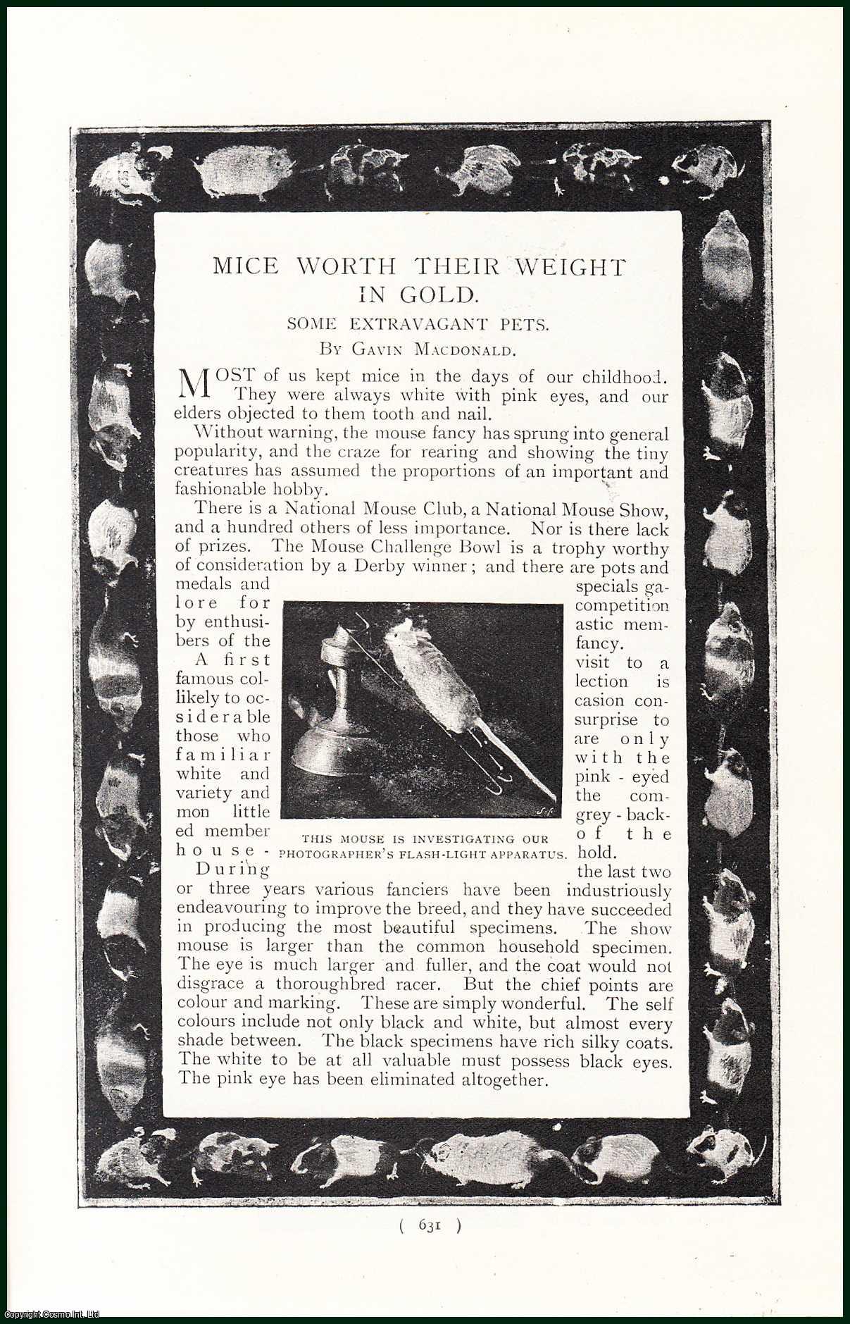 Gavin Macdonald - Mice Worth Their Weight In Gold. Some Extravagant Pets. An uncommon original article from the Harmsworth London Magazine, 1898.