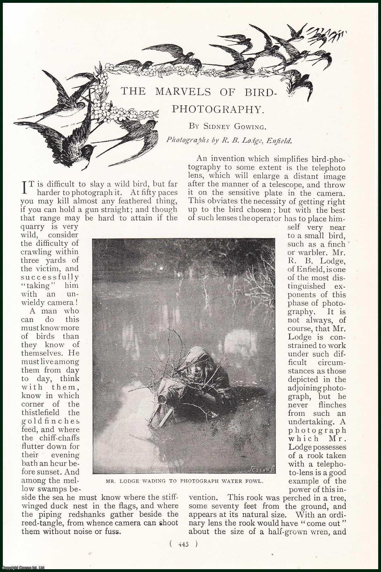 Sidney Gowing - The Marvels of Bird Photography : Reed-Warbler's Nest ; Young Spoonbill & Nest ; Hen Goldfinch on Thistle & more. An uncommon original article from the Harmsworth London Magazine, 1899.