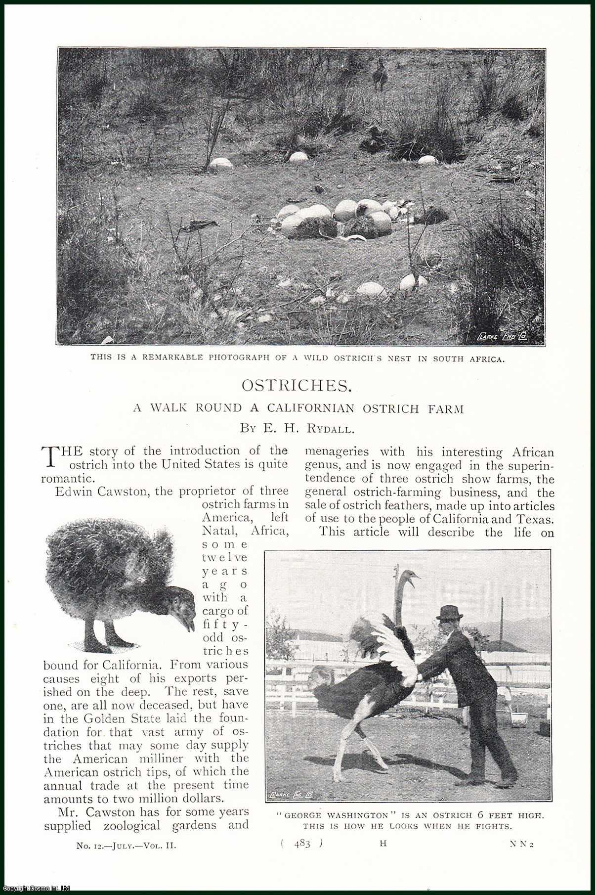 RYDALL, E.H. - Ostriches. A Walk Round A Californian Ostrich Farm A rare original article from the Harmsworth London Magazine, 1899.