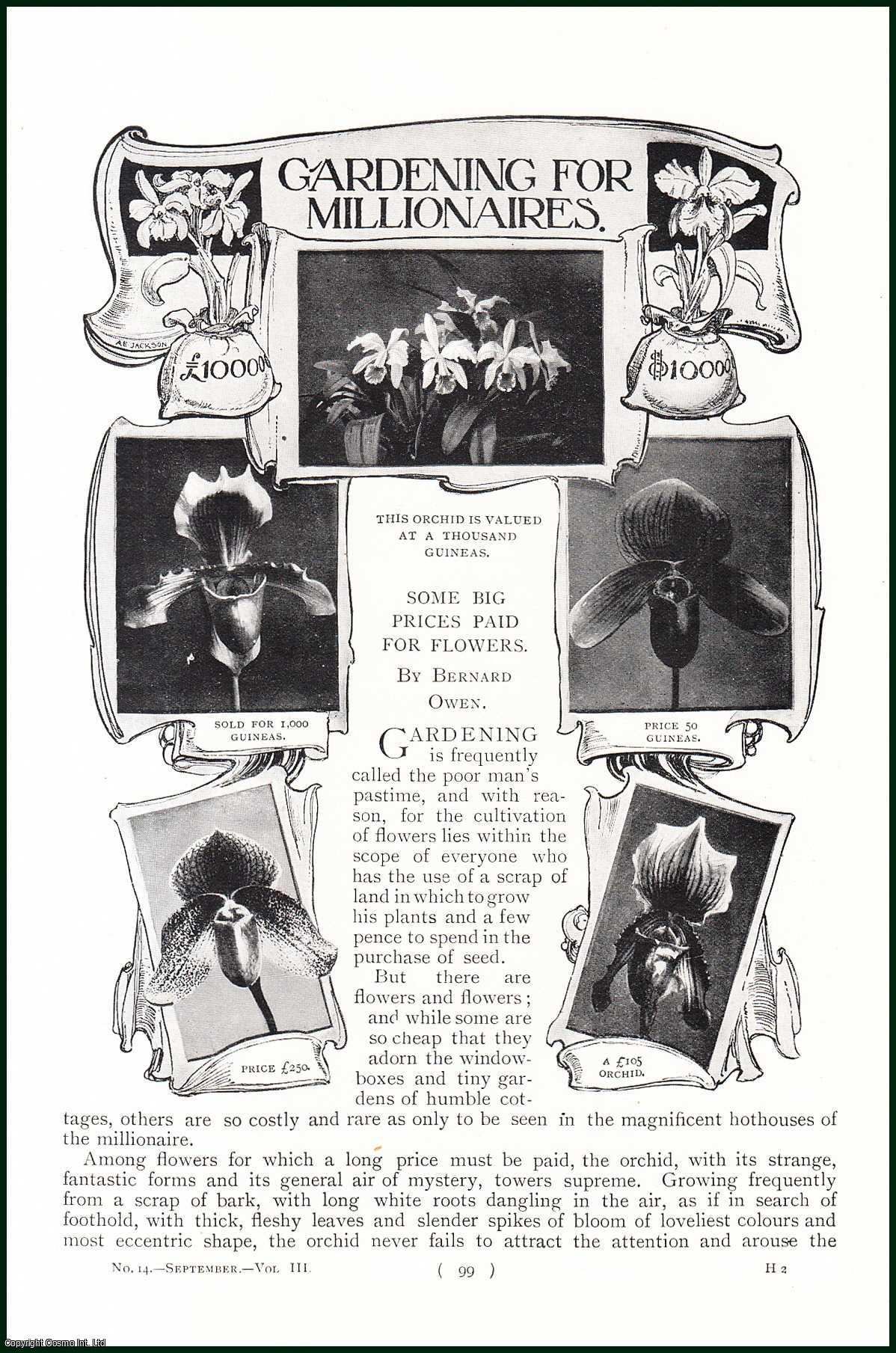 OWEN, BERNARD - Gardening for Millionaires. Some Big Prices Paid for Flowers and Plants. [Orchids, Palm, etc.] A rare original article from the Harmsworth London Magazine, 1900.