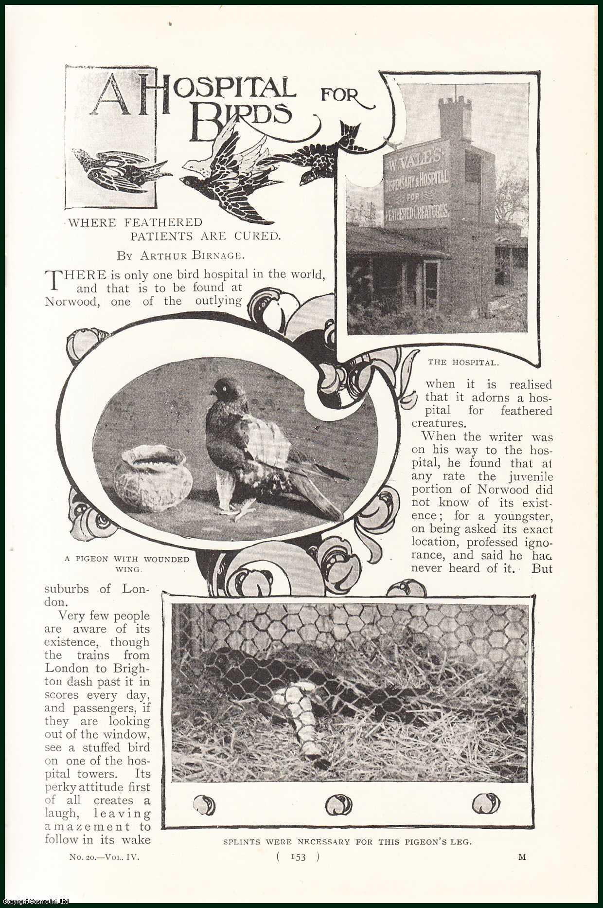 Arthur Birnage - A Hospital For Birds, Run by a Mr. Vale, widely known as the Chicken Doctor, Nr. Norwood in the suburbs of London. An uncommon original article from the Harmsworth London Magazine, 1901.