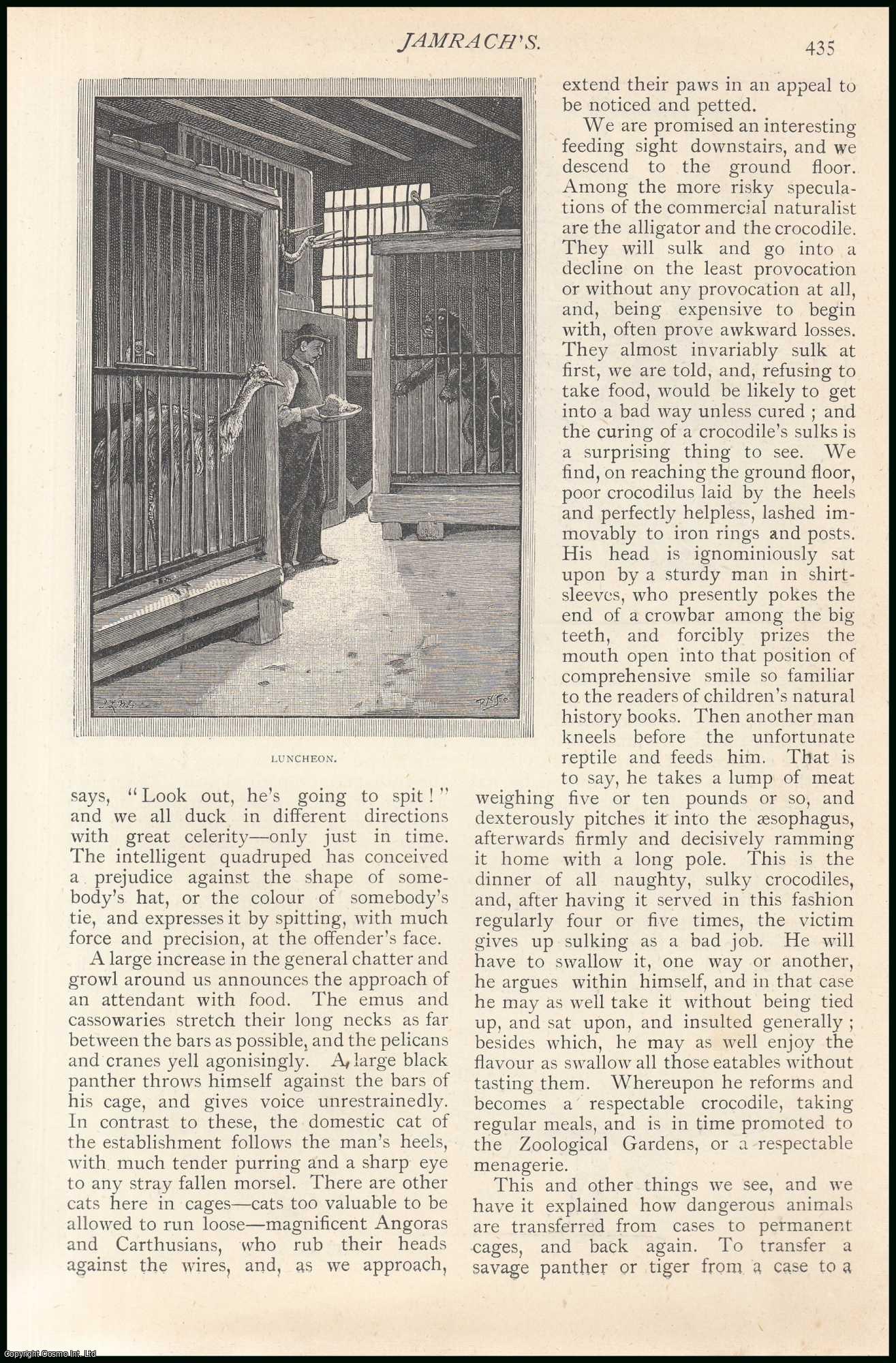 Strand Magazine - Jamrach's, Charles Jamrach : a leading dealer in wildlife, birds and shells in 19th-century London. He owned an exotic pet store on the Ratcliffe Highway in east London — at the time the largest such shop in the world. Jamrach's nearest rival was Edward Cross, who ran a menagerie at Exeter Exchange on the Strand. An uncommon original article from The Strand Magazine, 1891.