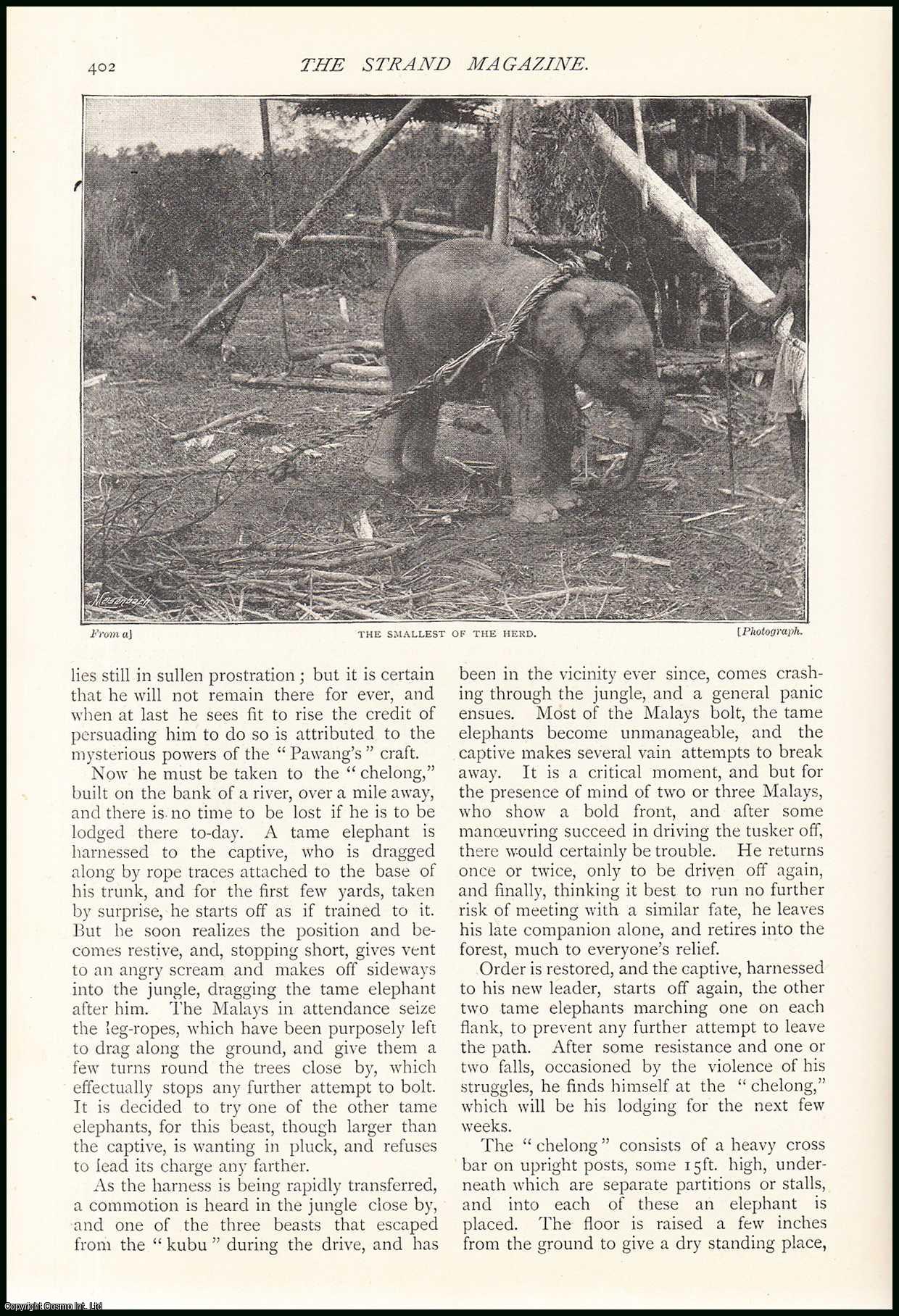 D.H. Wise - Elephant Catching : Perak (pronounced Pera), a Native State in the Malay Peninsula. An uncommon original article from The Strand Magazine, 1895.