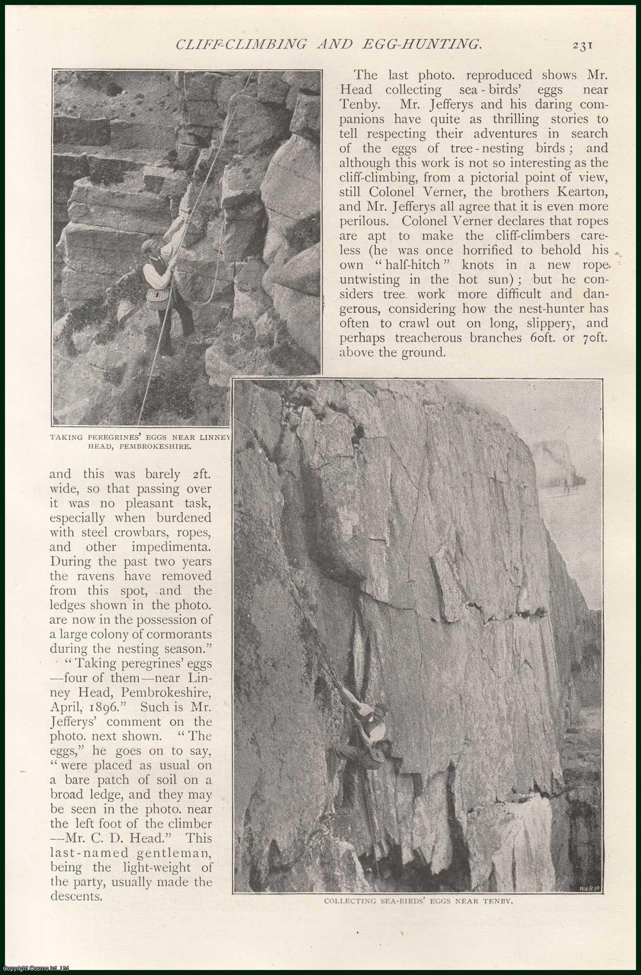 L.S. Lewis - Pembrokeshire ; Tenby ; Carmarthenshire & more : Cliff-Climbing and Egg-Hunting. An uncommon original article from The Strand Magazine, 1897.