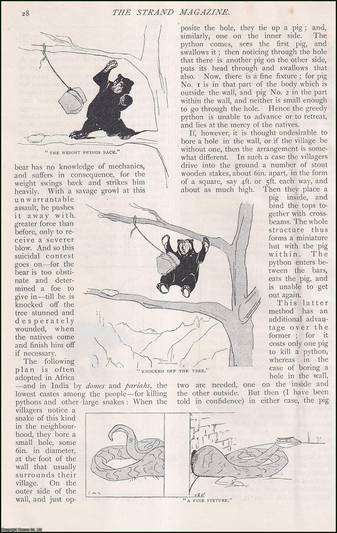 A. Sarathkumar Ghosh - Tricky Animal Traps. An uncommon original article from The Strand Magazine, 1898.