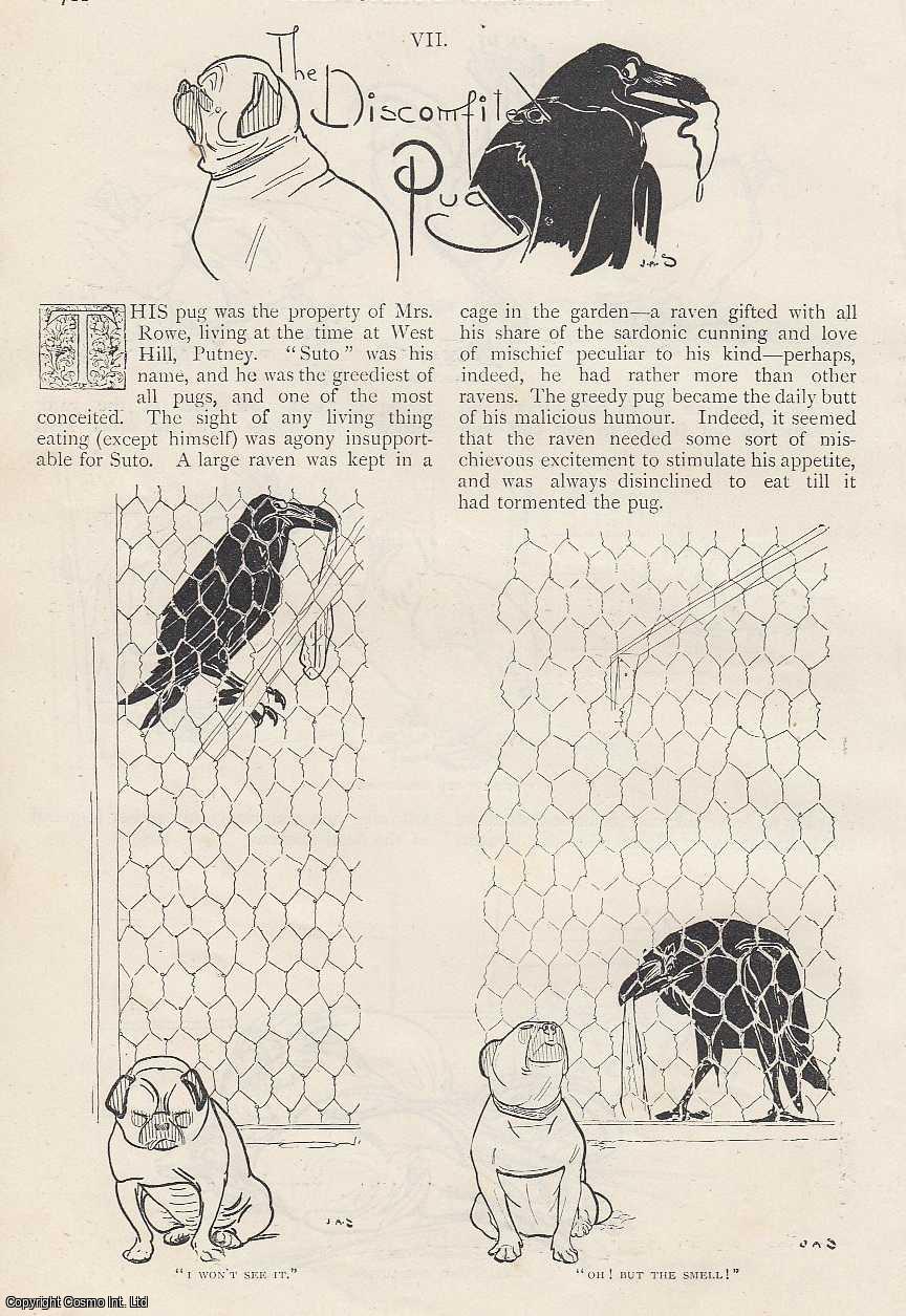 Strand Magazine - The Discomfitied Pug. Animal Actualities. An uncommon original article from The Strand Magazine, 1898.