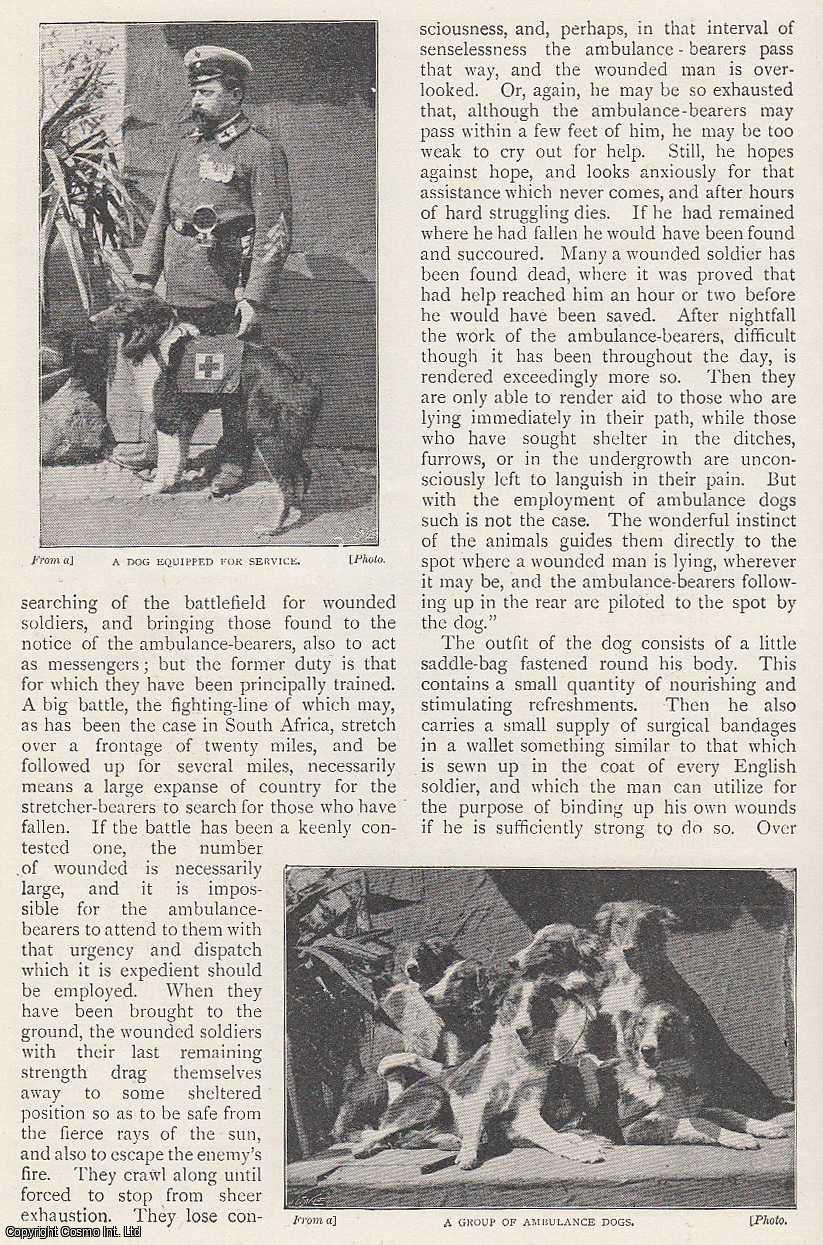 TALBOT, FREDERICK A. - Ambulance Dogs in The German Army. A rare original article from The Strand Magazine, 1900.