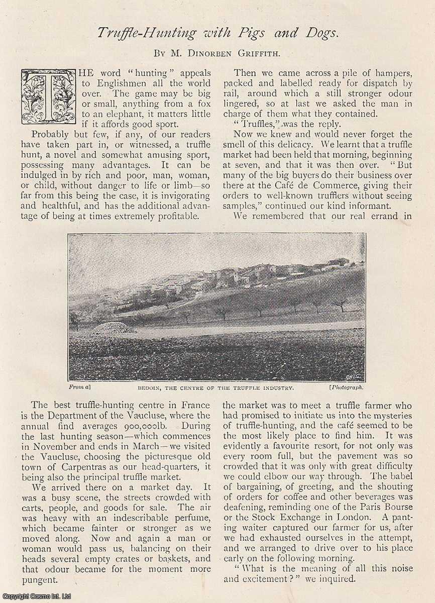 M. Dinorben Griffith - Truffle-Hunting With Pigs and Dogs, Bedoin, France. An uncommon original article from The Strand Magazine, 1900.
