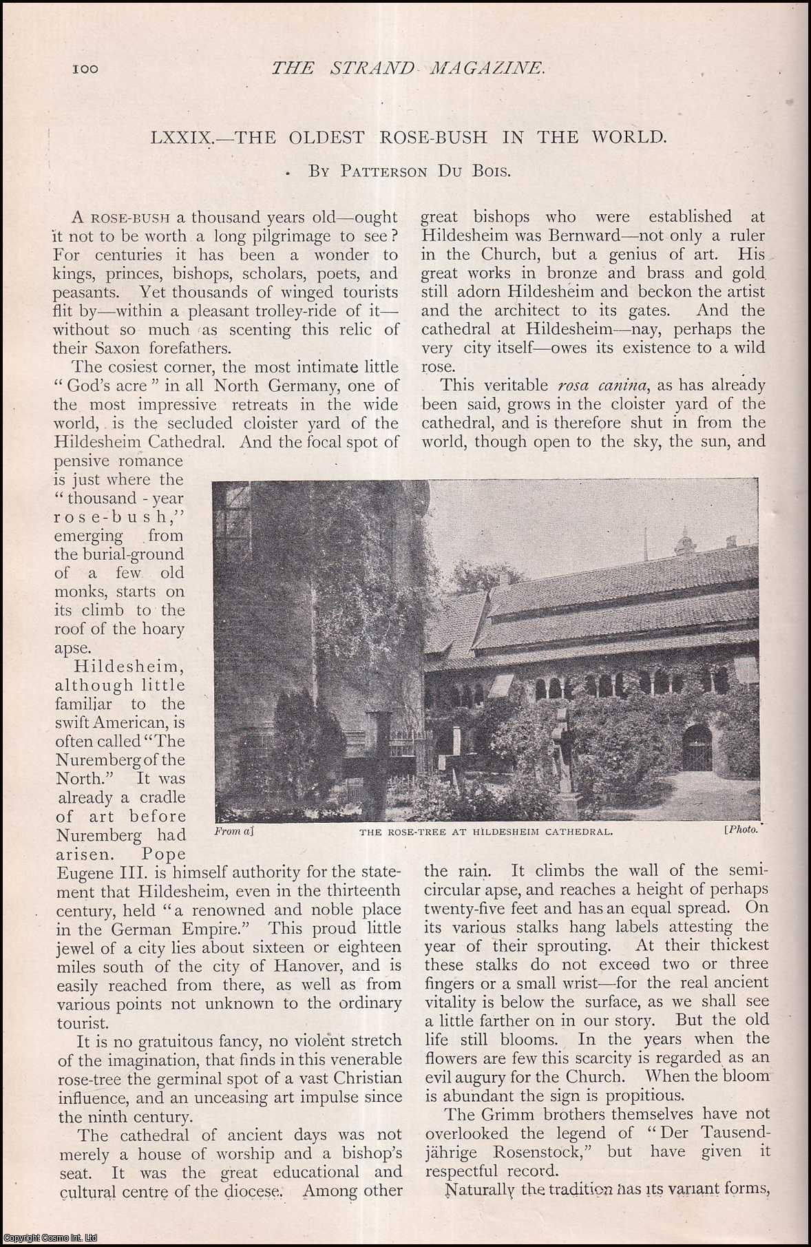 BOIS, PATTERSON DU - The Oldest Rosebush in The World. Wonders of The Worlds. A rare original article from The Strand Magazine, 1904.