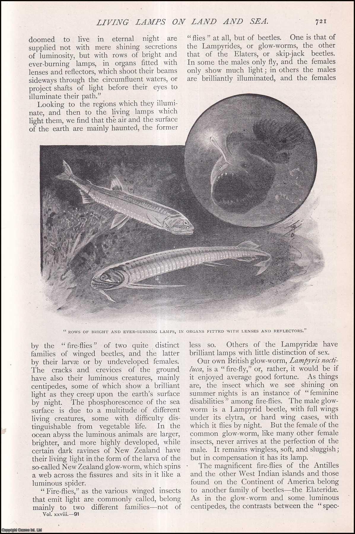 C.J. Cornish, F.Z.S. - Living Lamps on Land and Sea. Luminous creatures. An uncommon original article from The Strand Magazine, 1904.