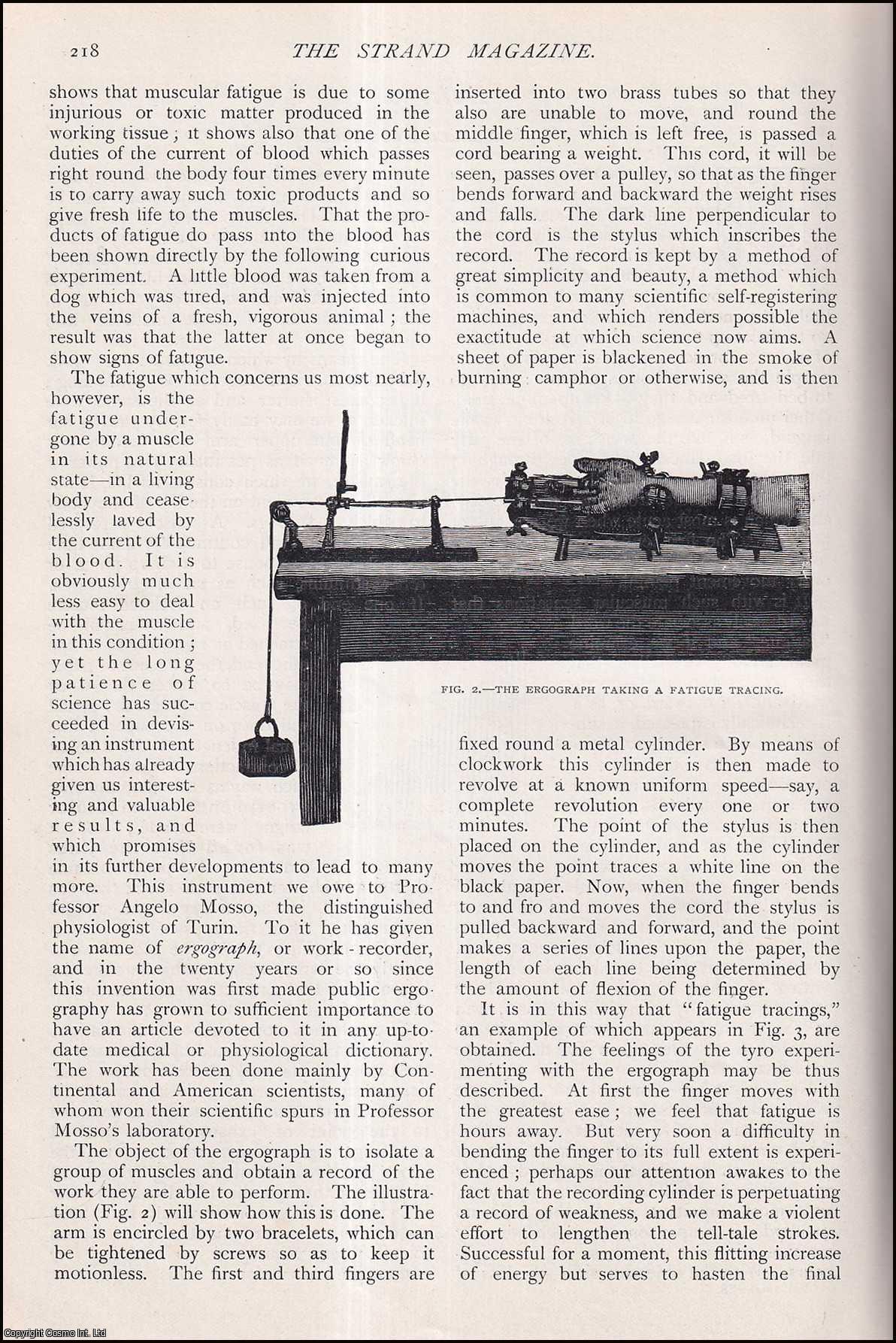 Margaret Drummond - Fatigue. The Loss of Power in Muscles. An uncommon original article from The Strand Magazine, 1905.