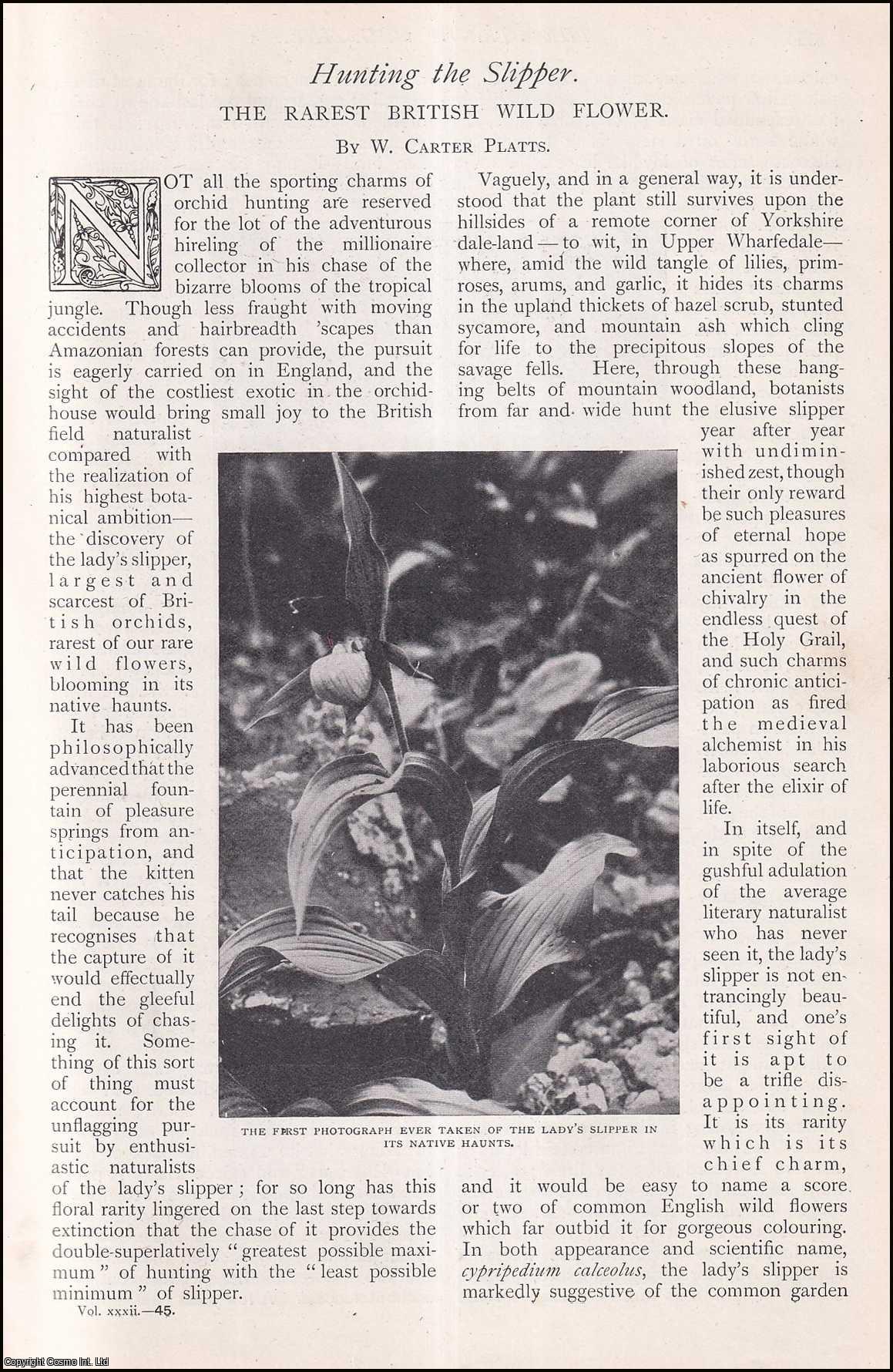 W. Carter Platts - Hunting the Slipper : the Rarest British Wild Flower. An uncommon original article from The Strand Magazine, 1906.