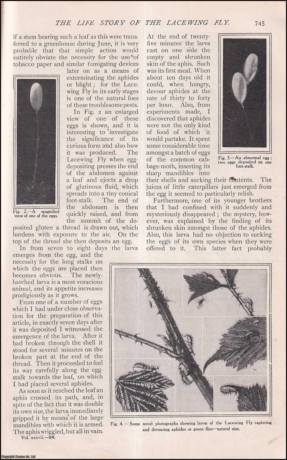 WARD, JOHN J. - The Life Story of The Lacewing Fly. A rare original article from The Strand Magazine, 1909.