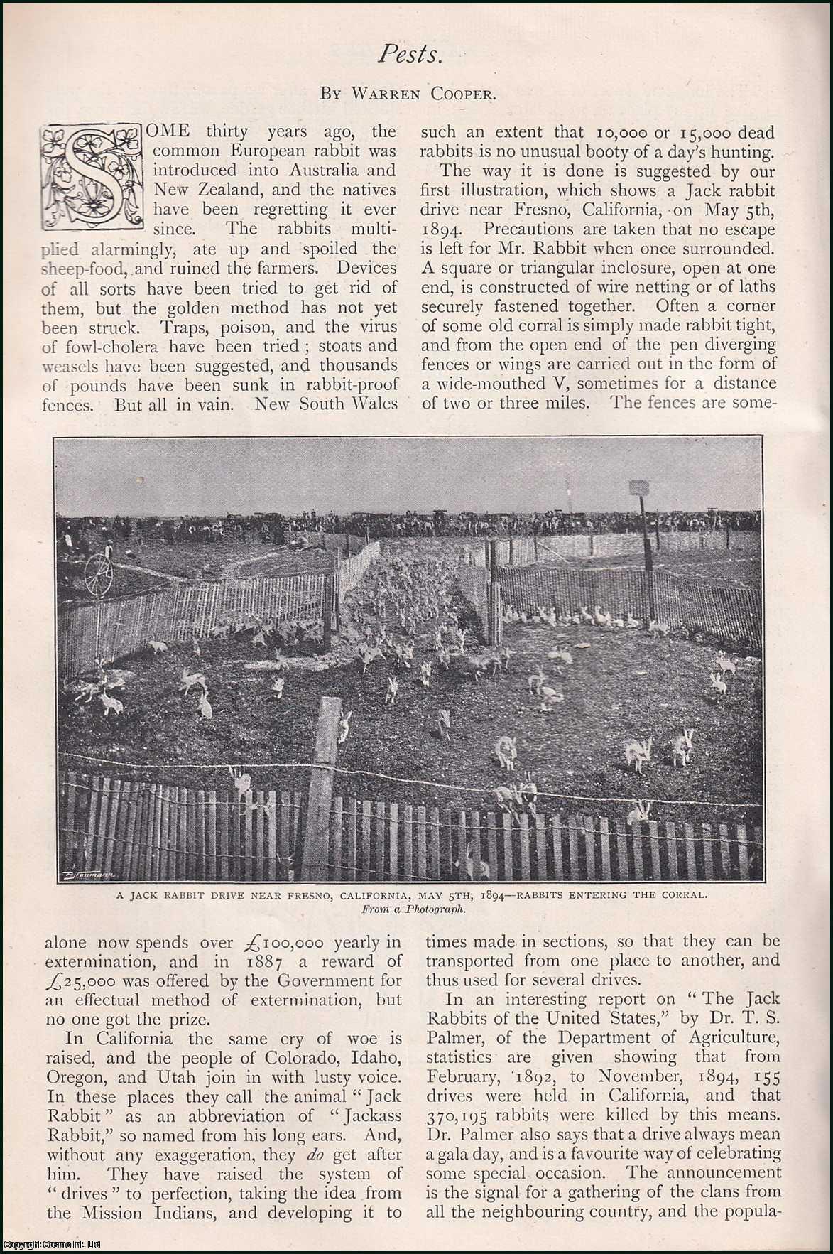 Warren Cooper - Pests : Extermination. An uncommon original article from The Strand Magazine, 1897.