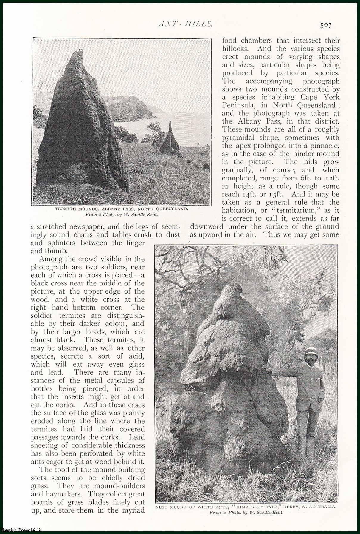 Strand Magazine - White Ant Hills, Australia. An uncommon original article from The Strand Magazine, 1898.