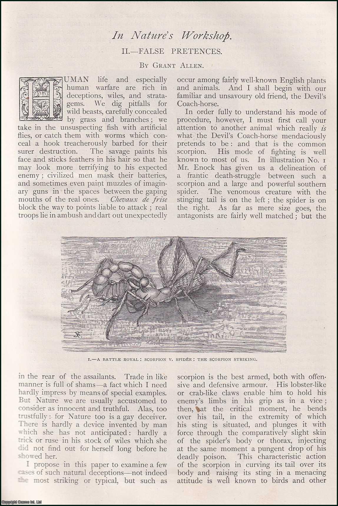 Grant Allen - False Pretences : insects. An uncommon original article from The Strand Magazine, 1899.
