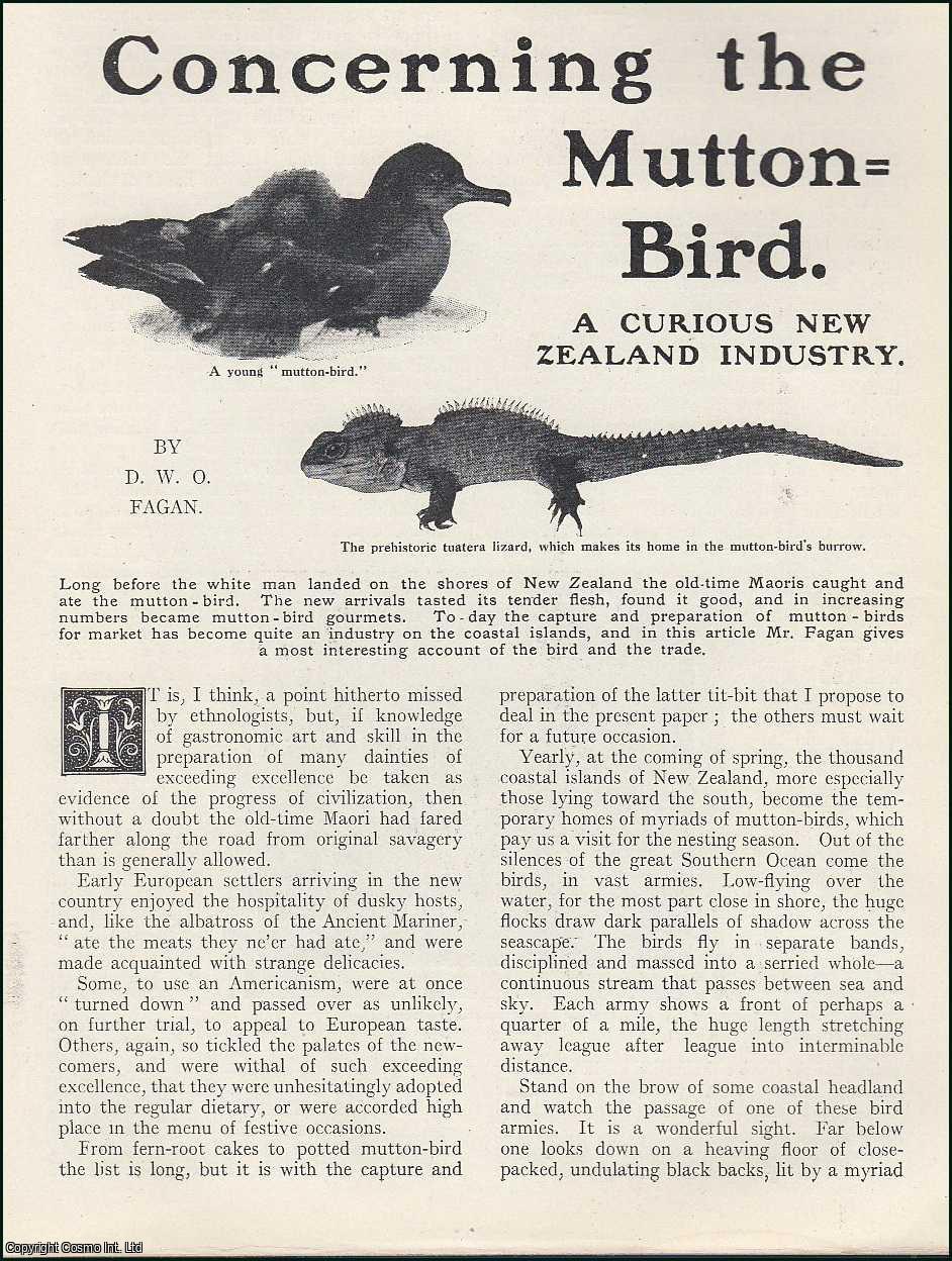 D.W.O. Fagan - Concerning the Mutton-Bird : a curious New Zealand Industry of Mutton-bird gourmets. An uncommon original article from the Wide World Magazine, 1912.