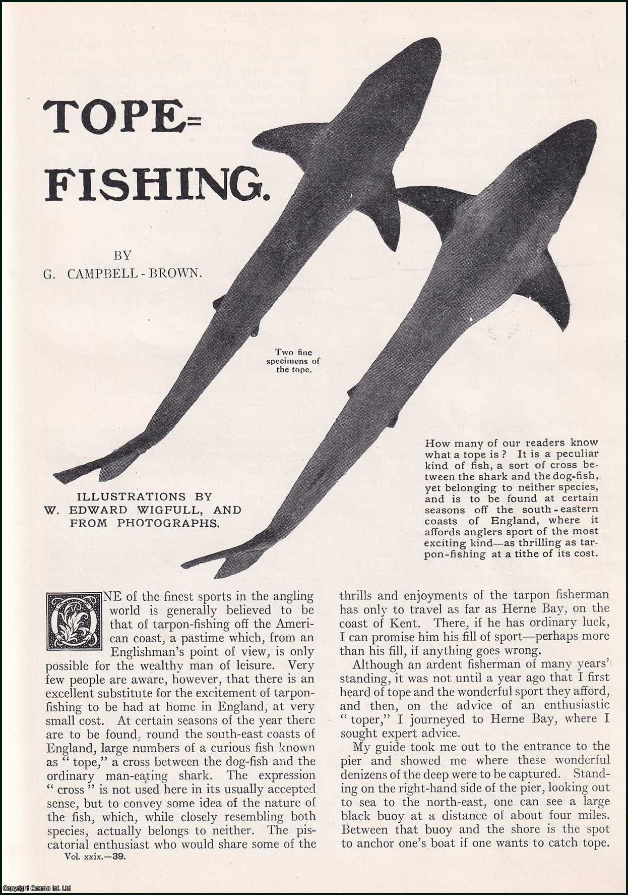 G. Campbell-Brown. Illustrated by W. Edward Wigfull. - Tope-Fishing off the South-Eastern Coasts of England. An uncommon original article from the Wide World Magazine, 1912.