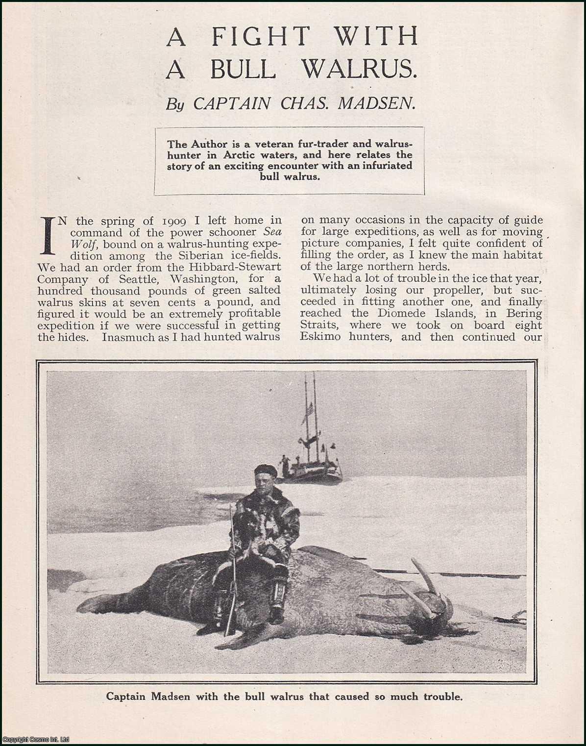 Captain Chas. Madsen - A Fight with a Bull Walrus. A verteran fur-trader and walrus-hunter in the arctic. An uncommon original article from the Wide World Magazine, 1923.