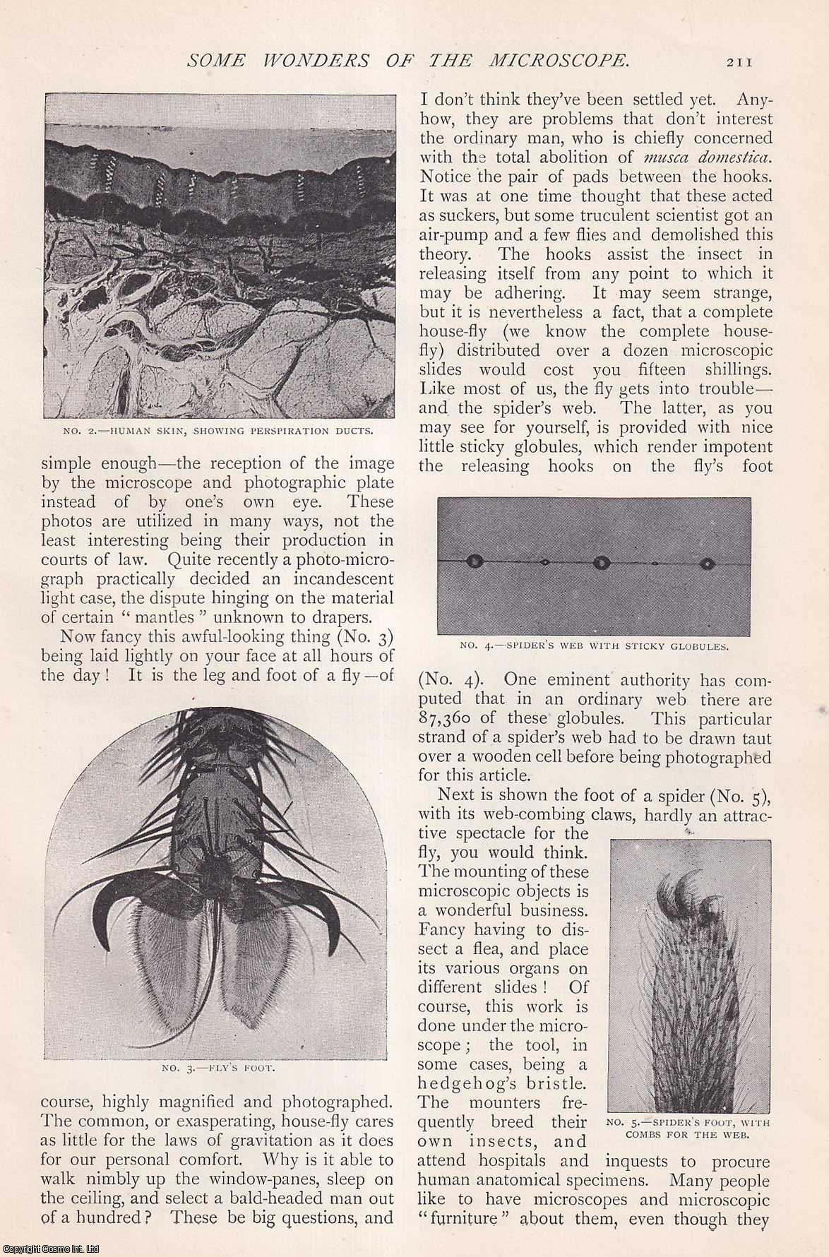 William G. Fitzgerald - Some Wonders of The Microscope. An uncommon original article from The Strand Magazine, 1896.