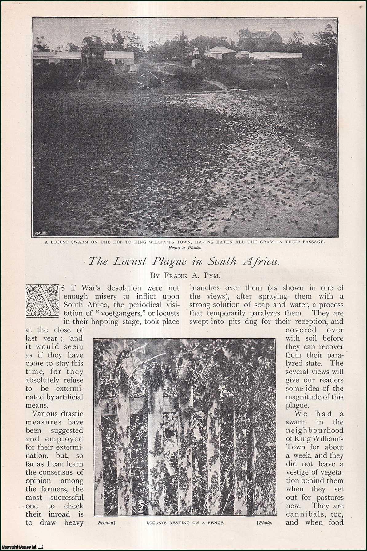 Frank A. Pym - The Locust Plague in South Africa. An uncommon original article from The Strand Magazine, 1901.