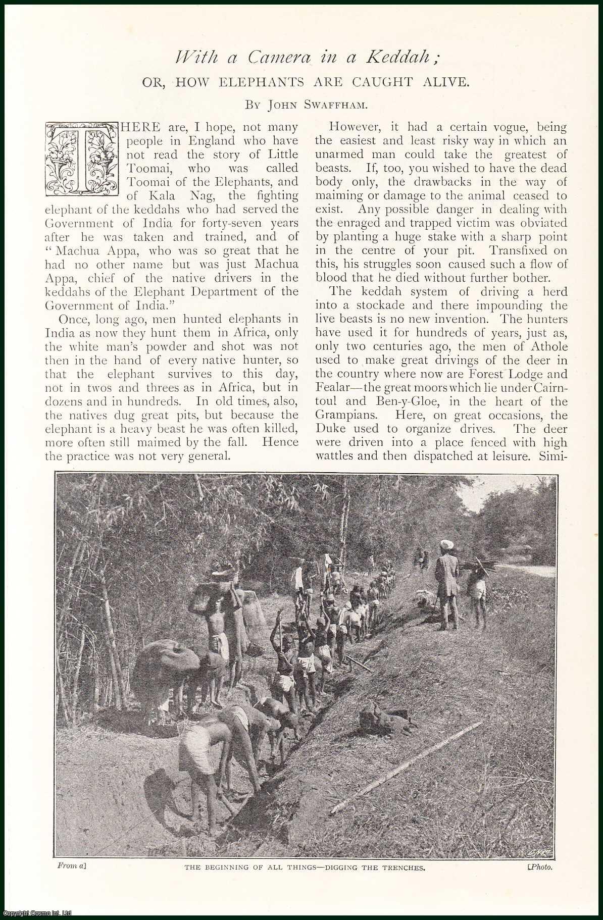 Mrs Newman - With A Camera in Keddah; or, How Elephants are Caught Alive. An uncommon original article from The Strand Magazine, 1902.