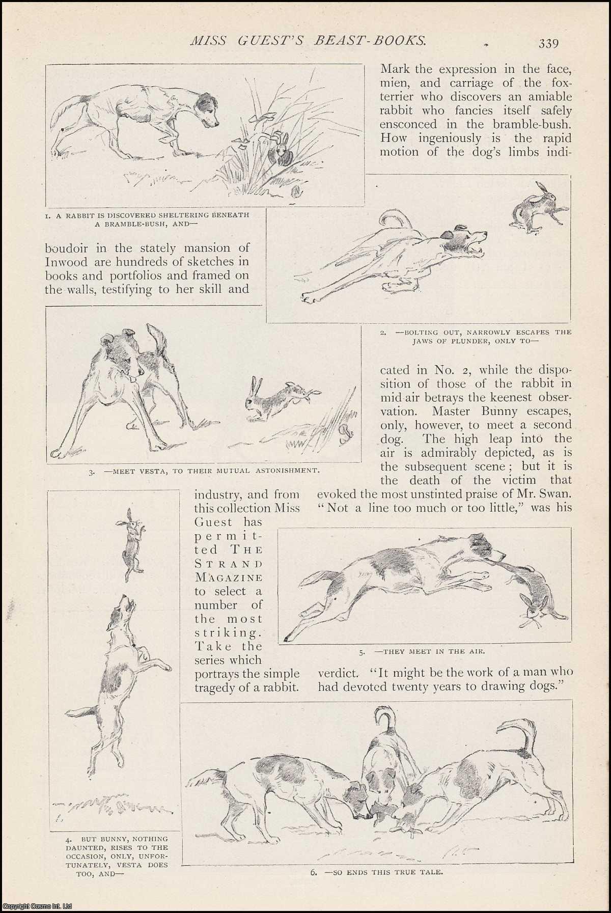 No Author Stated - Miss Augusta Guest's Beast-Books : drawings of dogs. An uncommon original article from The Strand Magazine, 1906.