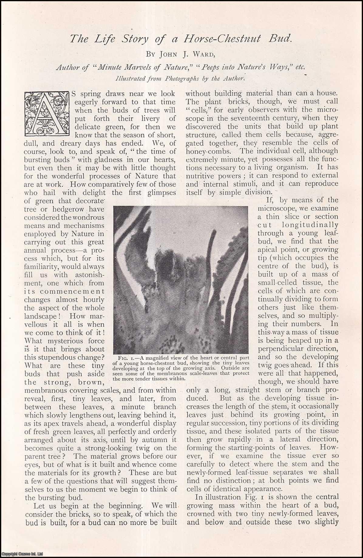 WARD, JOHN J. - The Life Story of a Horse-Chestnut Bud. A rare original article from The Strand Magazine, 1906.