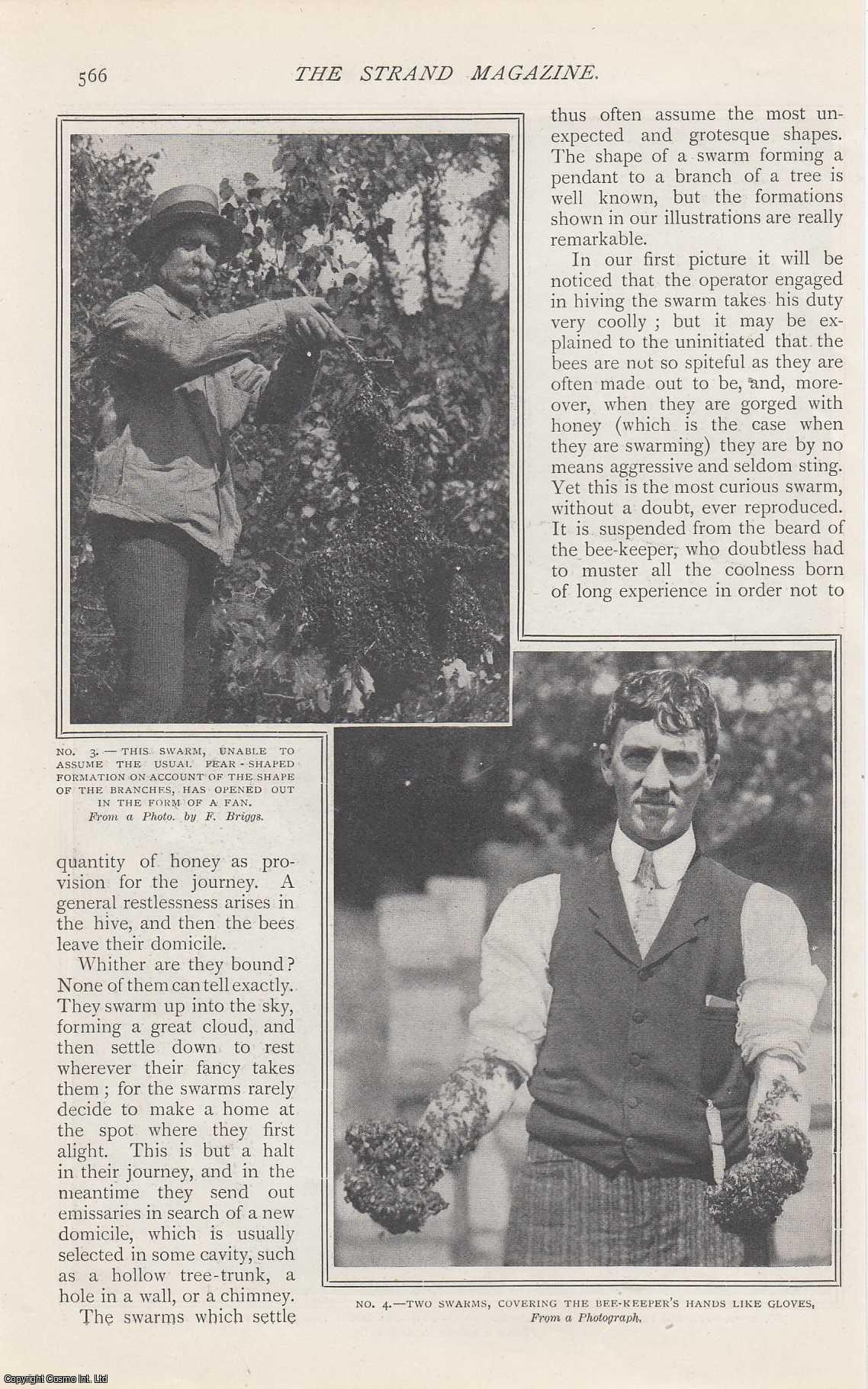 --- - Where Bees Swarm. A rare original article from The Strand Magazine, 1907.