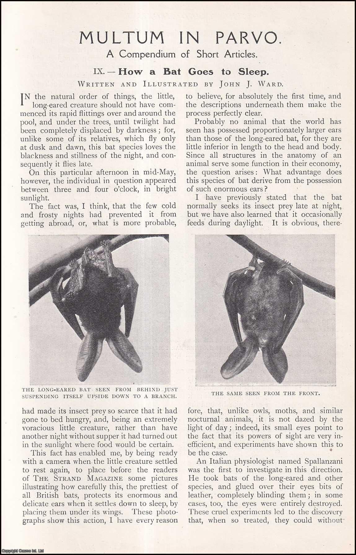 WARD, JOHN J. - How A Bat Goes To Sleep. A rare original article from The Strand Magazine, 1909.