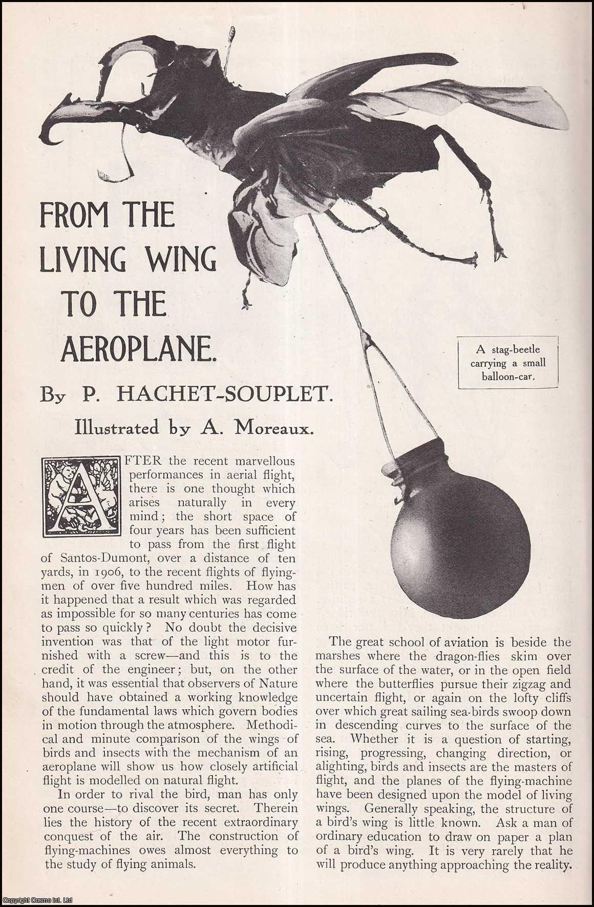 P. Hachet-Souplet, illustrated by A. Moreaux. - From the Living Wing to the Aeroplane : birds & insects. An uncommon original article from The Strand Magazine, 1910.