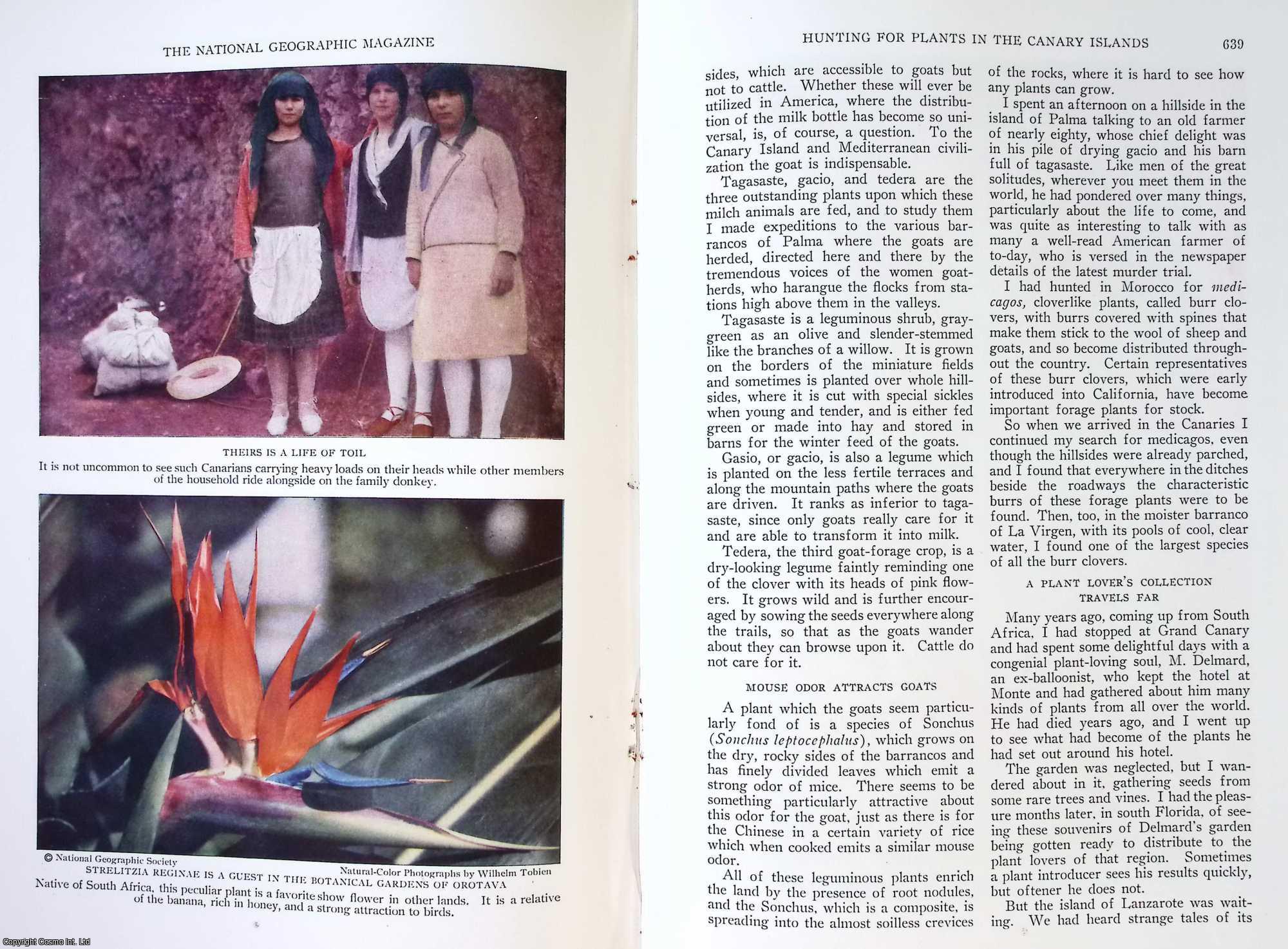 FAIRCHILD, DAVID - Hunting For Plants in The Canary Islands. An original article from the National Geographic Magazine, 1930.