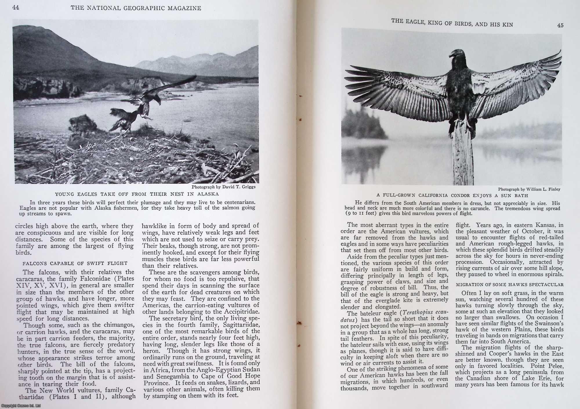 WETMORE, ALEXANDER - The Eagle, King of Birds, and His Kin. An original article from the National Geographic Magazine, 1933.