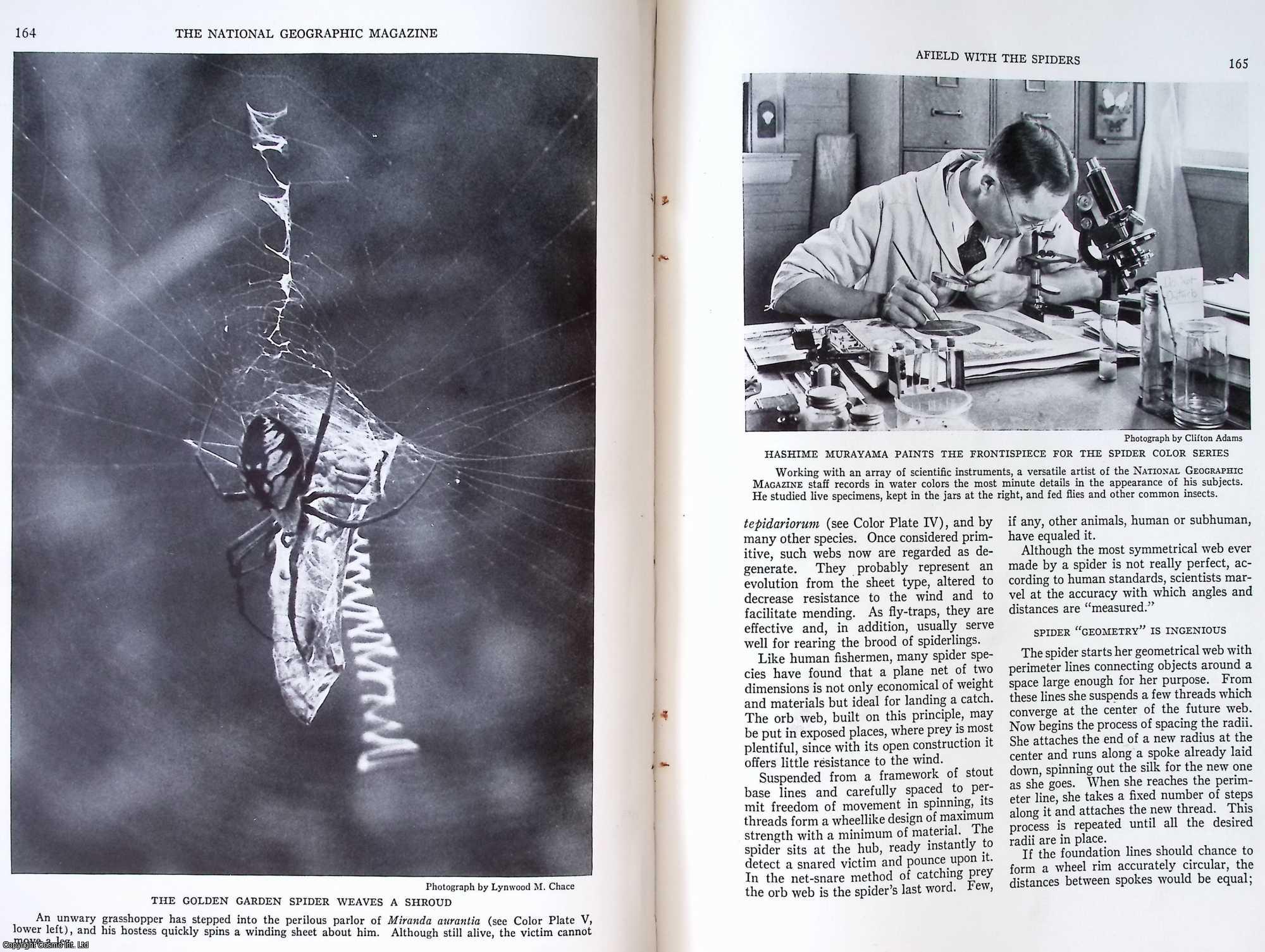 EWING, HENRY E. - Afield With The Spiders: Web Hunting in The Marshlands and Woodlands and Along The Lanes. An original article from the National Geographic Magazine, 1933.