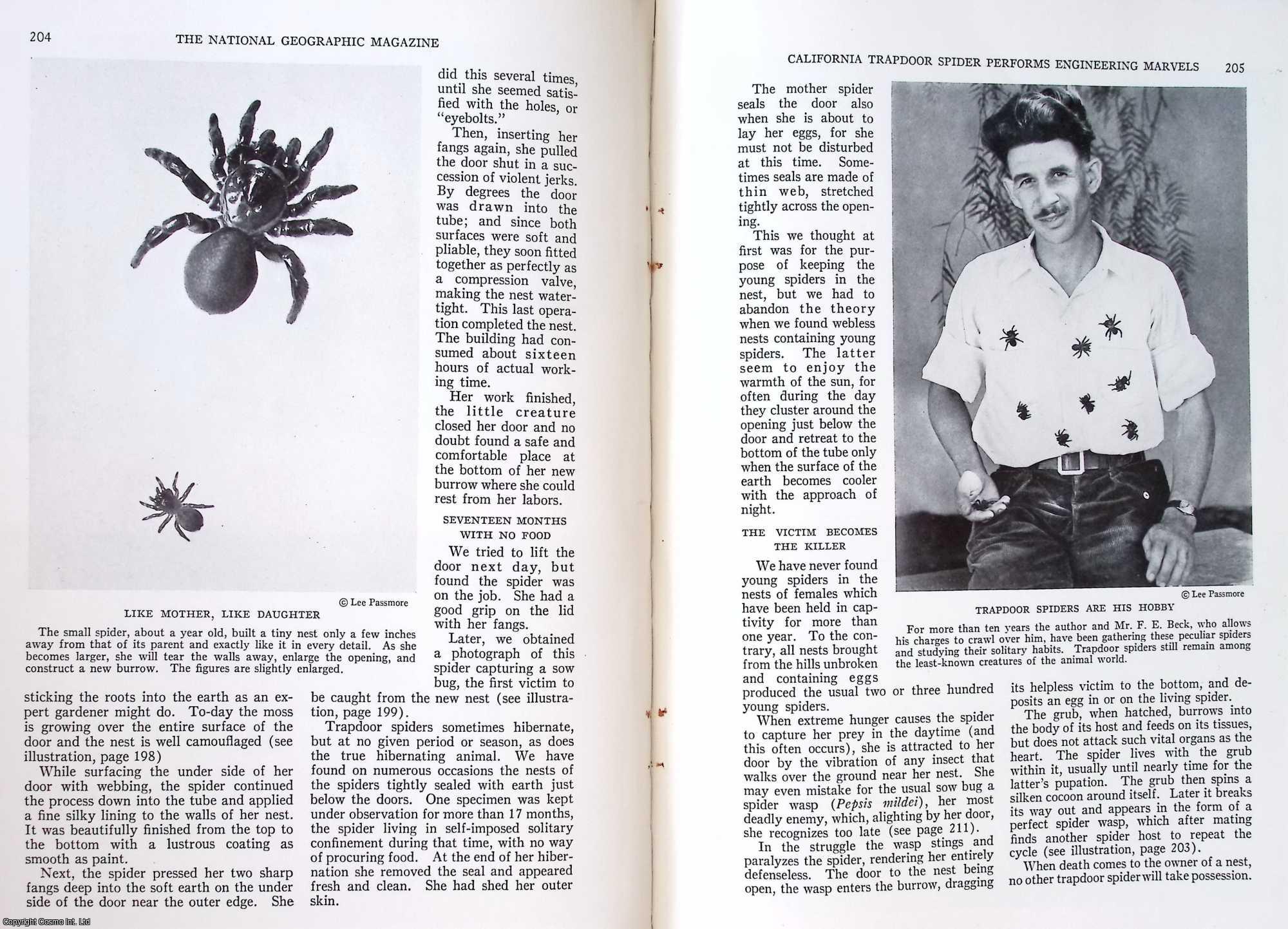 PASSMORE, LEE - California Trapdoor Spider Performs Engineering Marvels. An original article from the National Geographic Magazine, 1933.