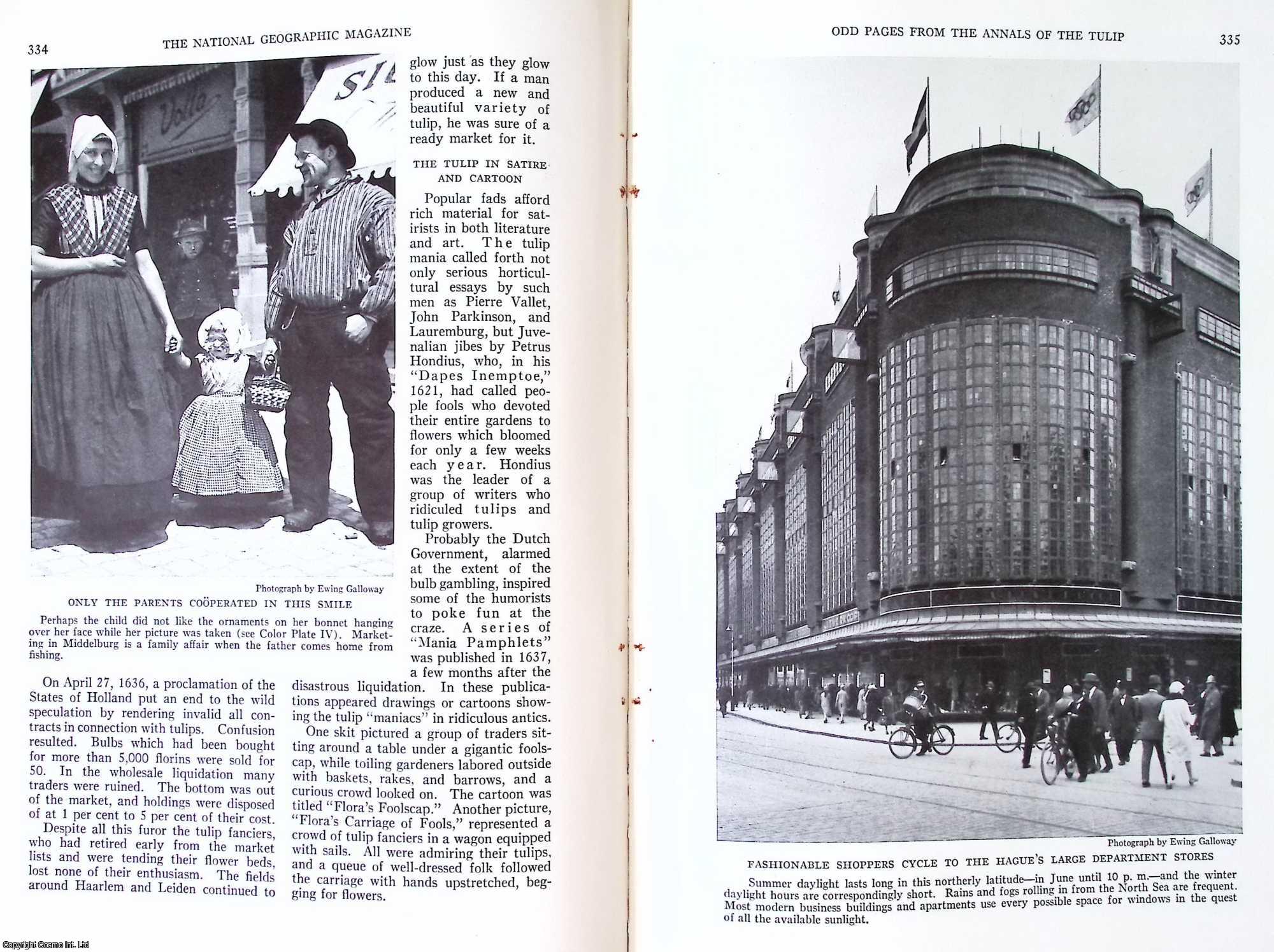 BORAH, LEO A. - Some Odd Pages From The Annals of The Tulip: A Made Flower of Unknown Origin Took Medieval Europe by Storm and Caused a Financial Panic in The Netherlands. An original article from the National Geographic Magazine, 1933.
