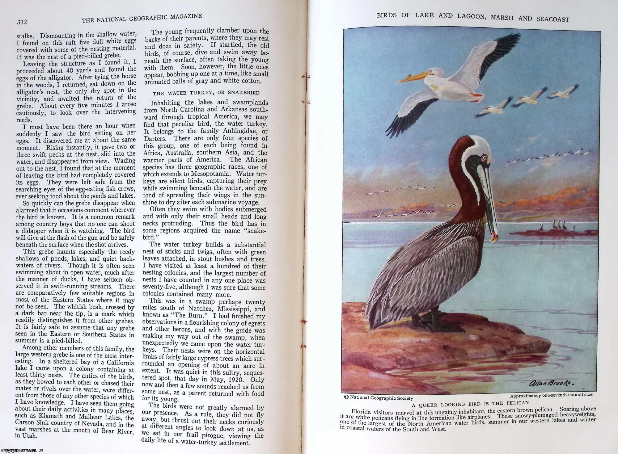 PEARSON, T. GILBERT - Birds That Cruise The Coast and Inland Waters. An original article from the National Geographic Magazine, 1934.