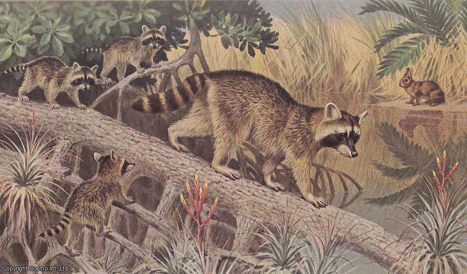 BEARD, DANIEL B. - Wildlife of Everglades National Park. An original article from the National Geographic Magazine, 1949.