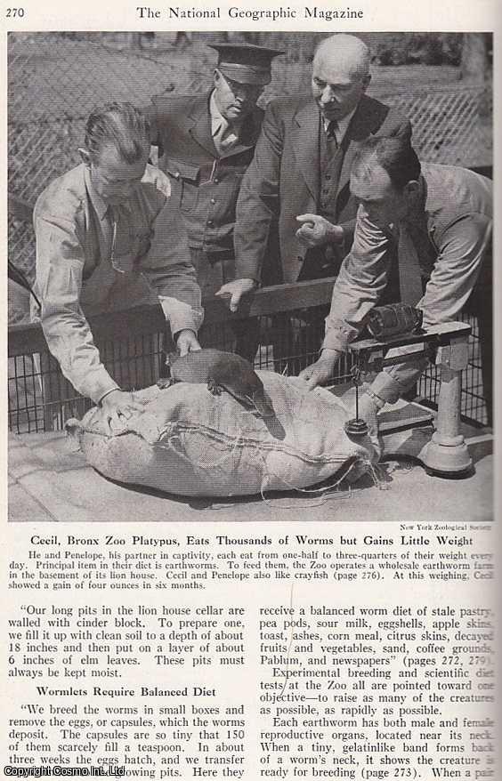 NICHOLAS, W.H. - Biggest Worm Farm Caters to Platypuses. An original article from the National Geographic Magazine, 1949.