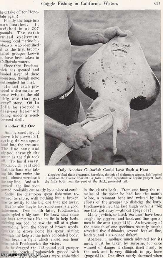HELLYER, DAVID - Goggle Fishing in California Waters. An original article from the National Geographic Magazine, 1949.