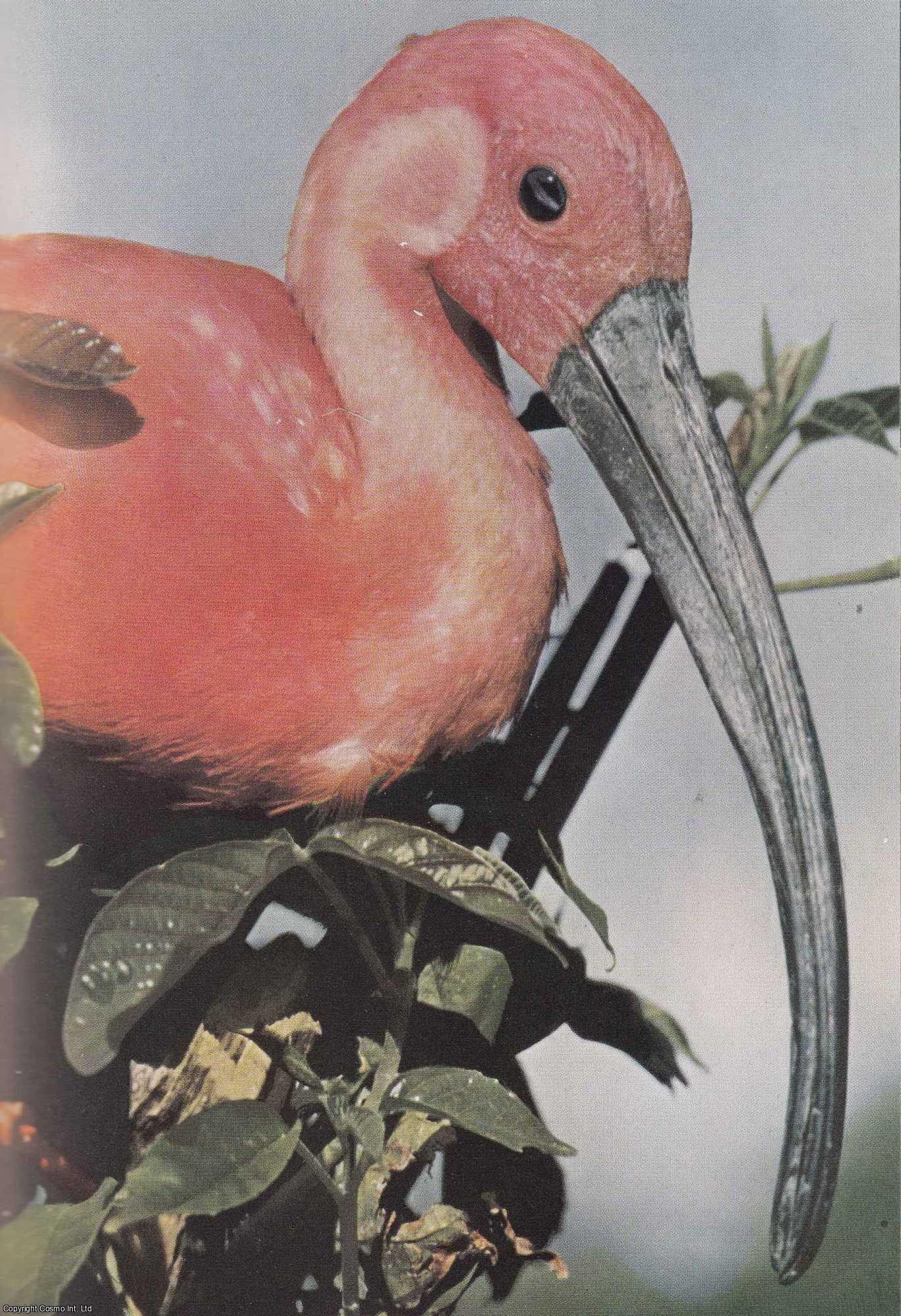 PAUL A., ZAHL - Search for The Scarlet Ibis in Venezuela. An original article from the National Geographic Magazine, 1950.