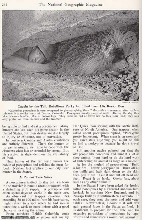 DONALD A., SPENCER - Porcupines, Rambling Pincushions. An original article from the National Geographic Magazine, 1950.