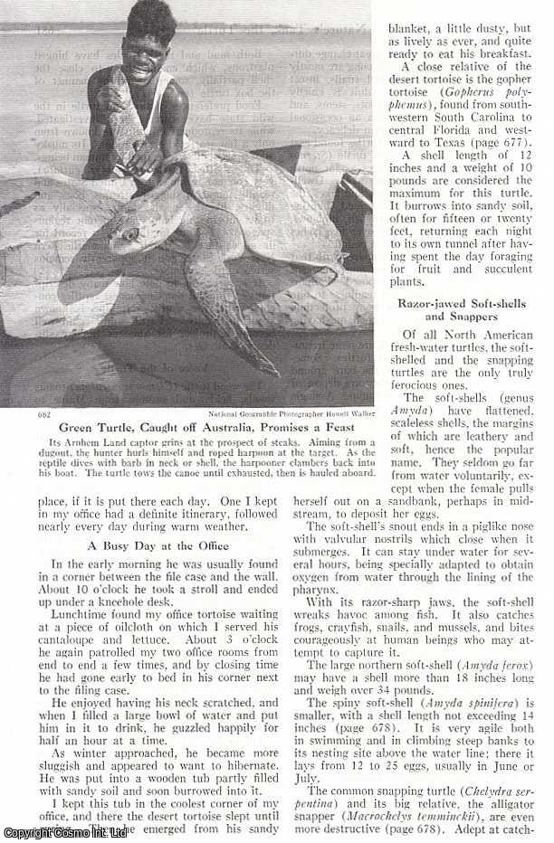 Doris M. Cochran - Nature's Tank, The Turtle: This Leisurely Armored Reptile Takes Everything in Its Slow Stride but The Automobile. An original article from the National Geographic Magazine, 1952.