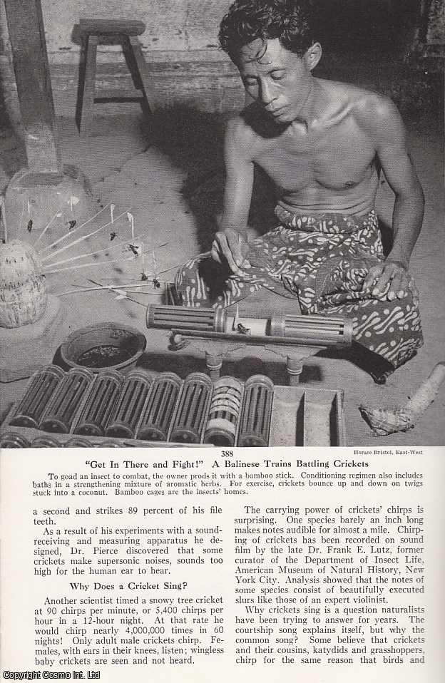 PALMER, CATHERINE BELL - Crickets, Nature's Expert Fiddlers: Celebrated in Story and Legend, These Accomplished Insects Are Musicians, Ventriloquists - and Thermometers. An original article from the National Geographic Magazine, 1953.