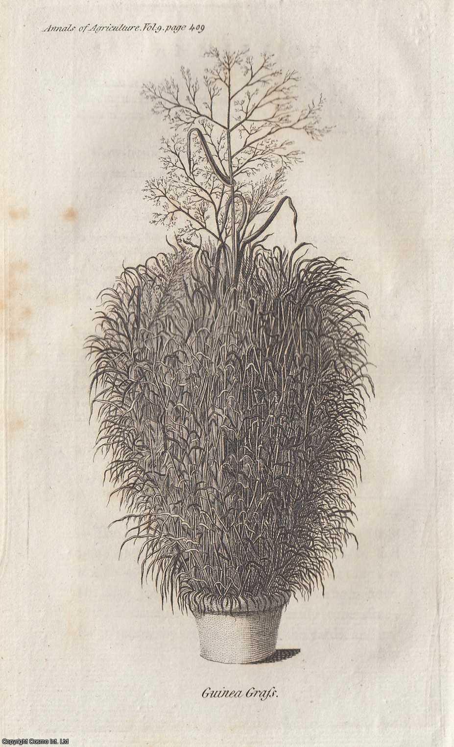 DE L'ETANG - On the Culture of Guinea Grass. With a plate. A rare original article from the Annals of Agriculture, 1788.